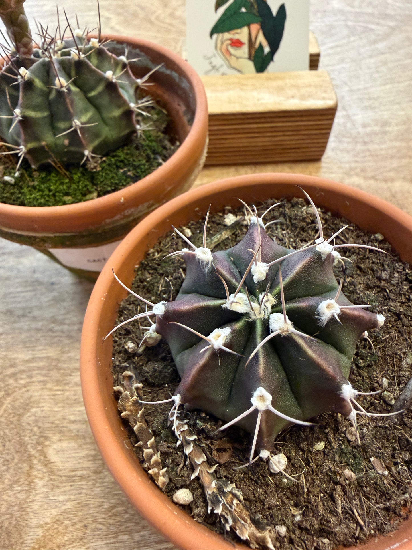 Gymnocalycium Mihanovichii