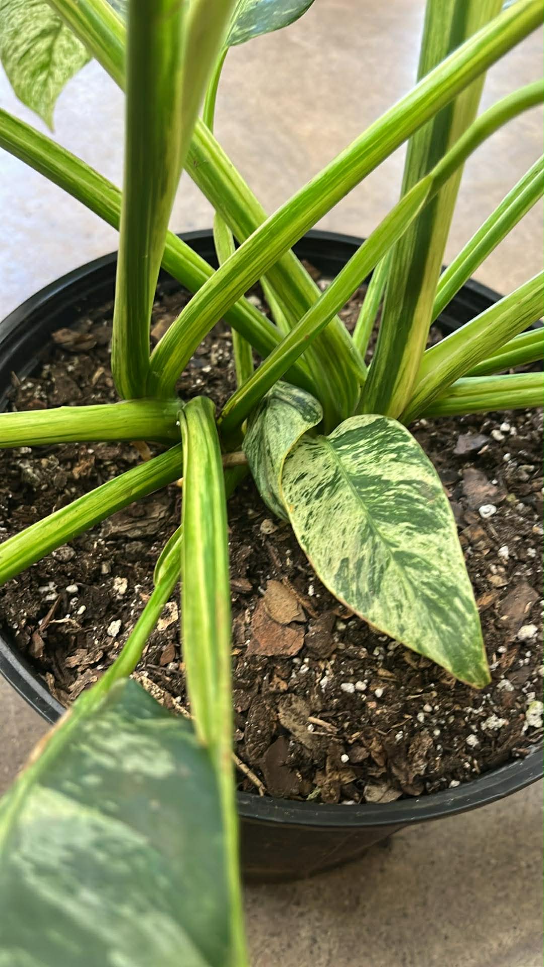 Epipremnum Giganteum Marble