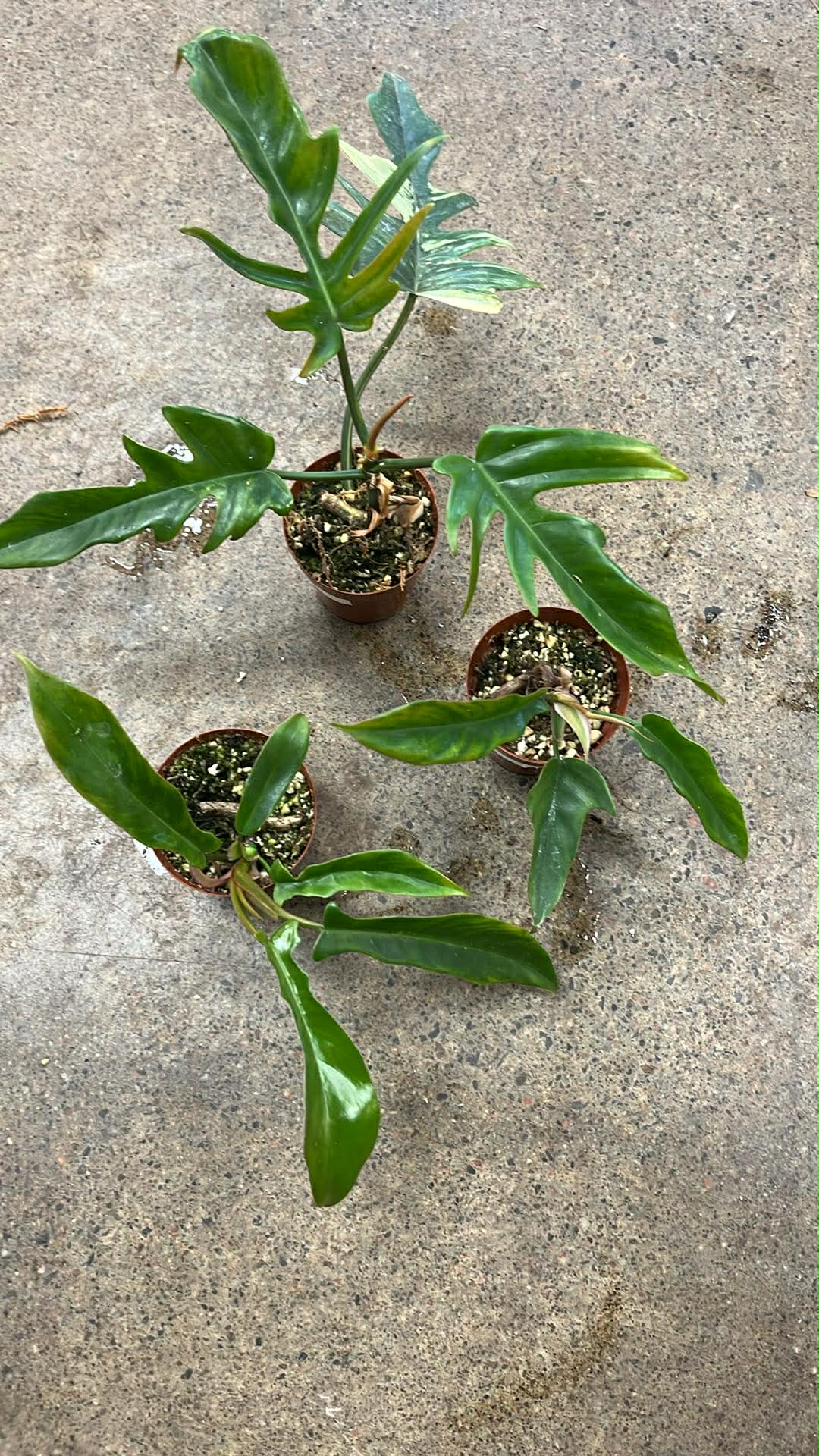 Philodendron Tortum X Florida Beauty REVERT