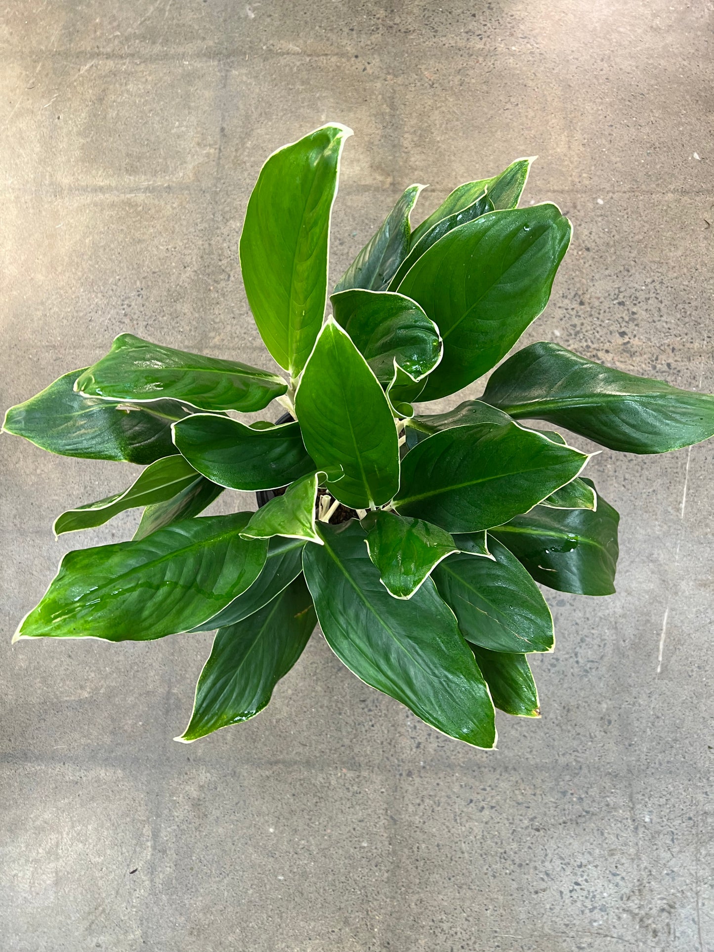 Aglaonema White Edge