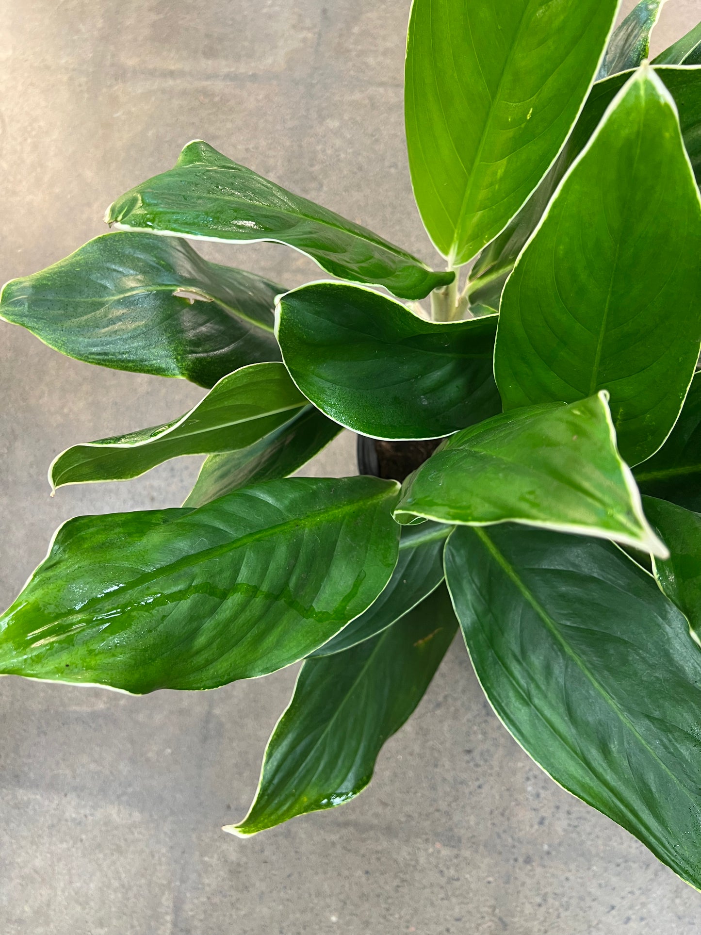 Aglaonema White Edge