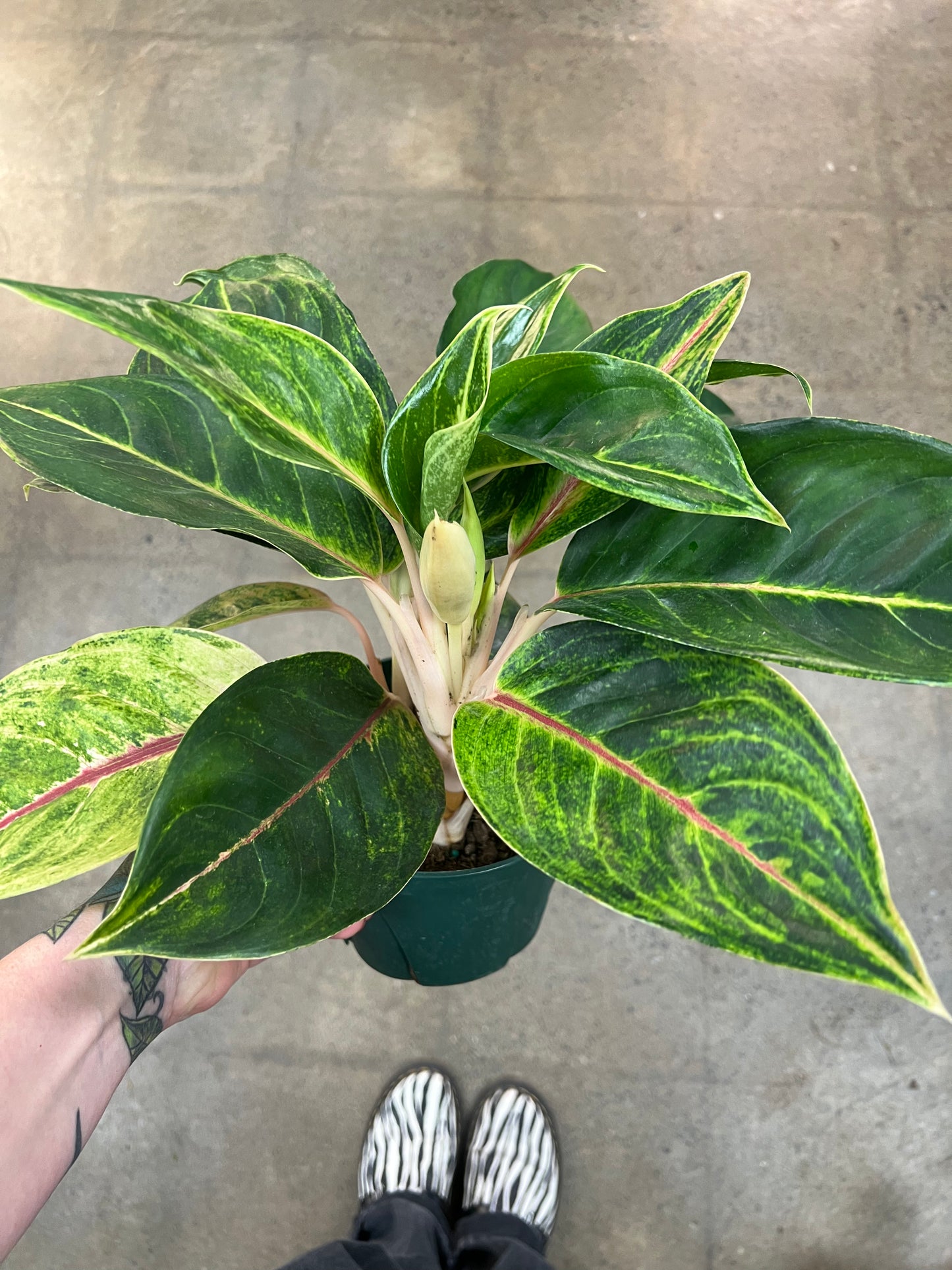 Aglaonema Green Papaya