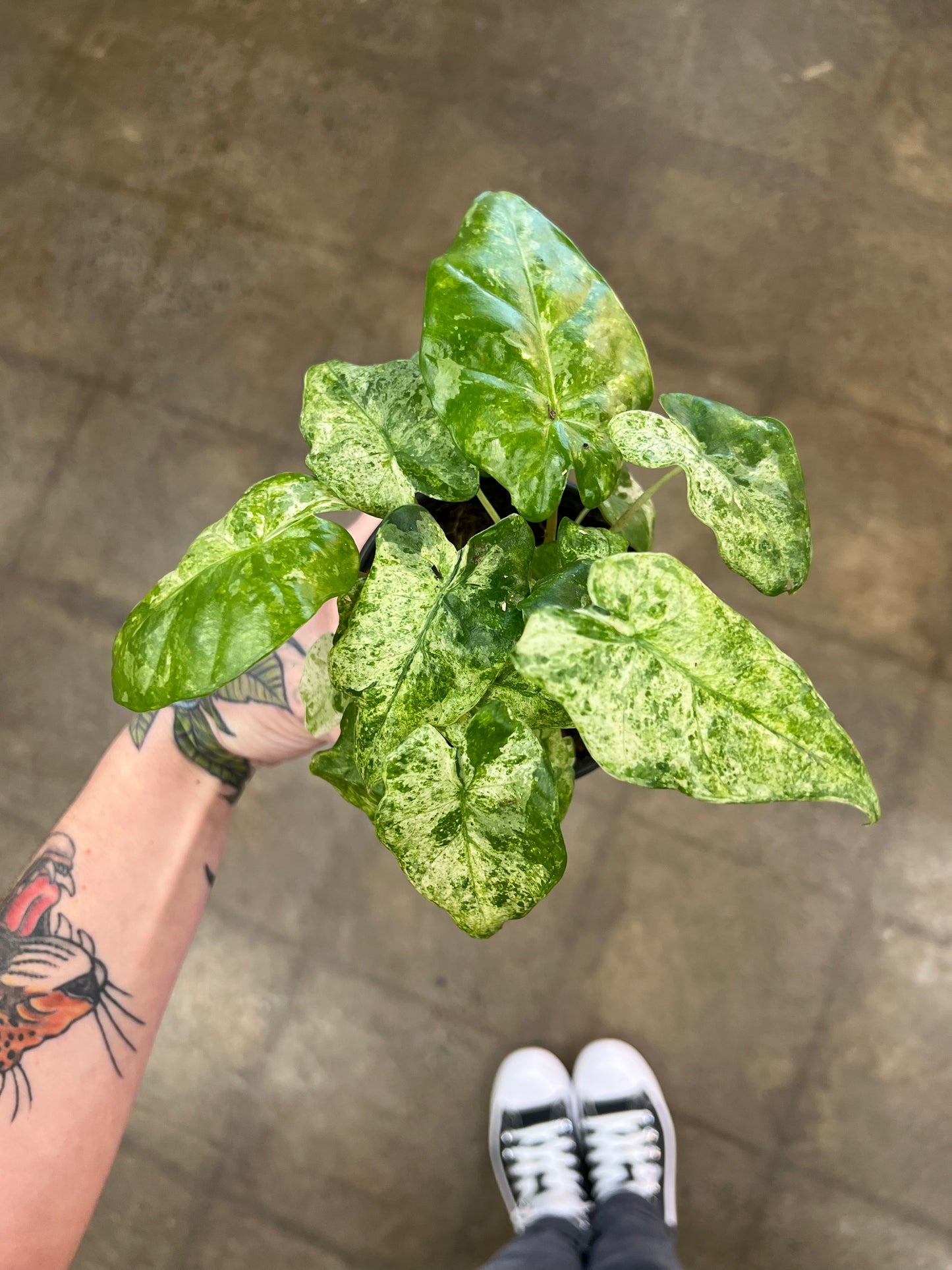 Alocasia Macrorrhiza Variegated