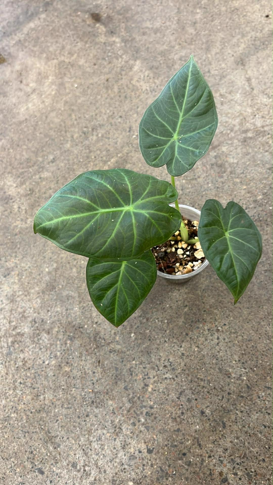 Alocasia Regal Shield
