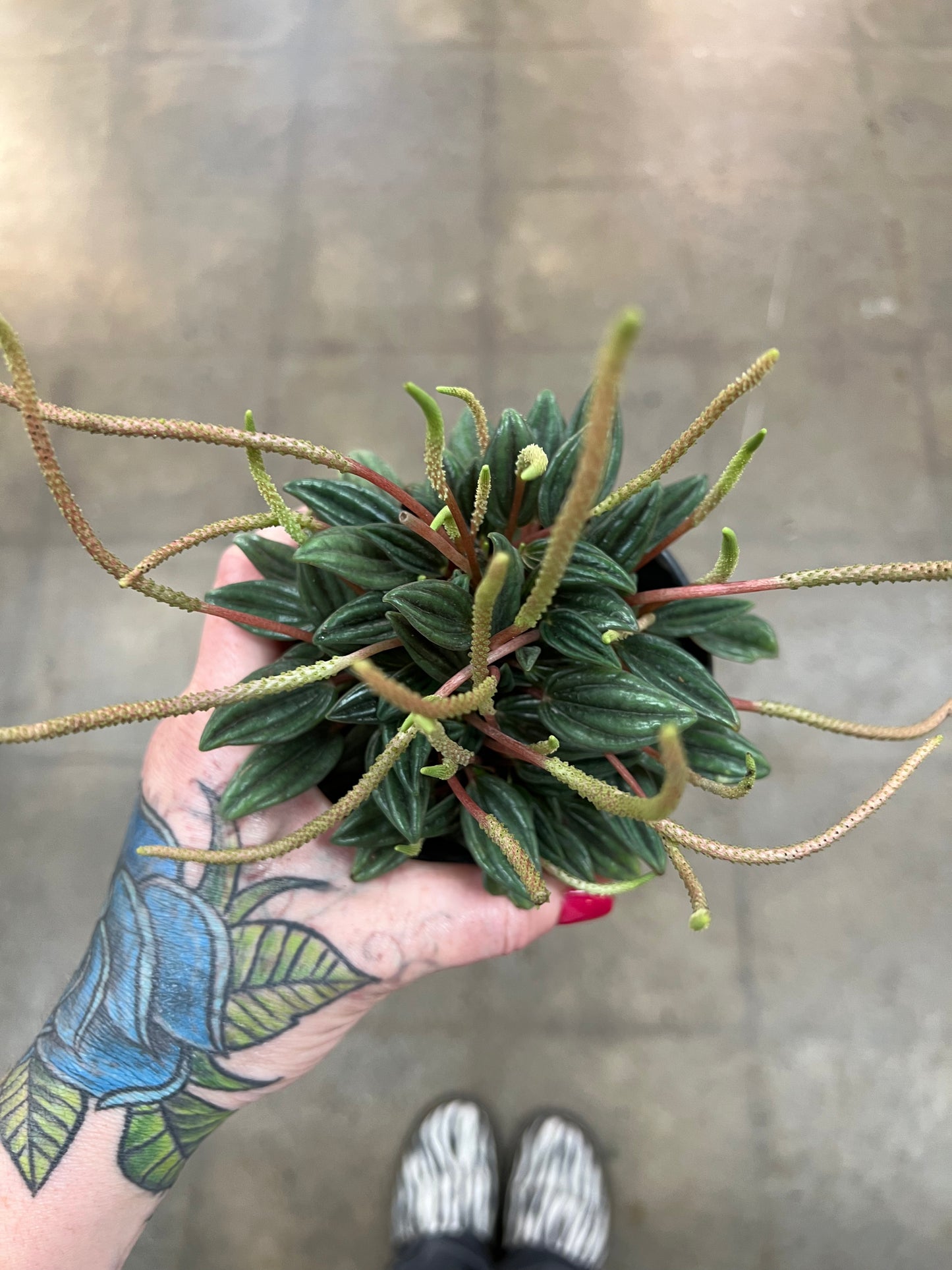 Peperomia Rosso