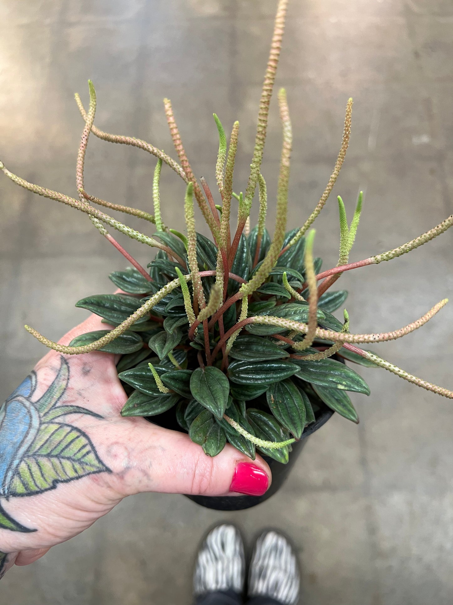 Peperomia Rosso