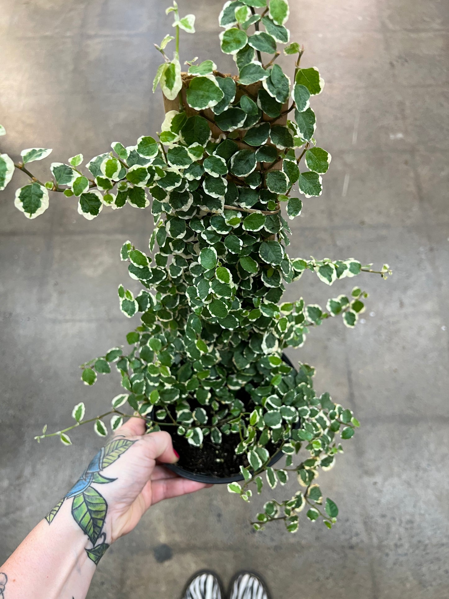 Ficus Pumila Panaché
