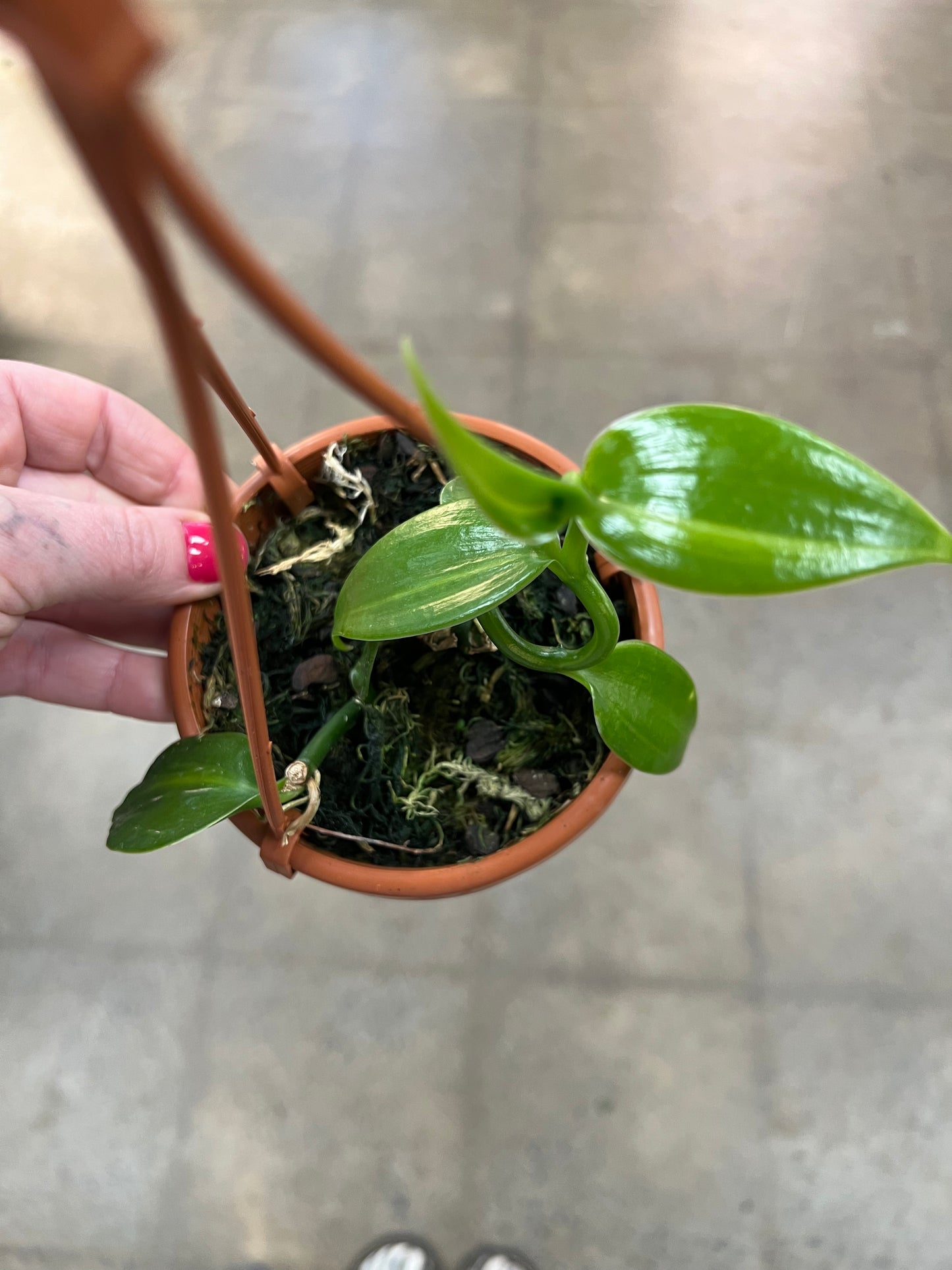 Vanilla Planifolia