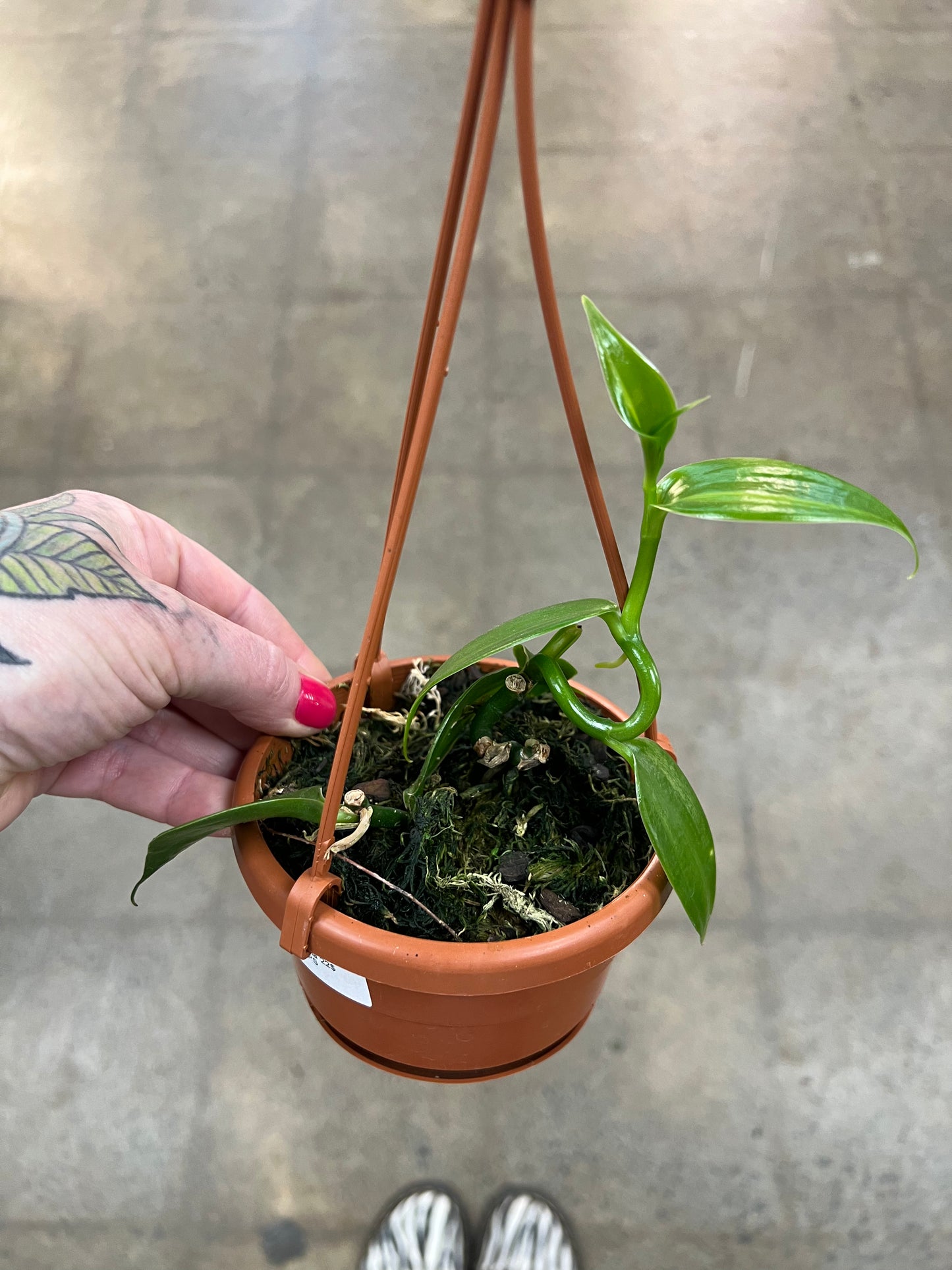 Vanilla Planifolia
