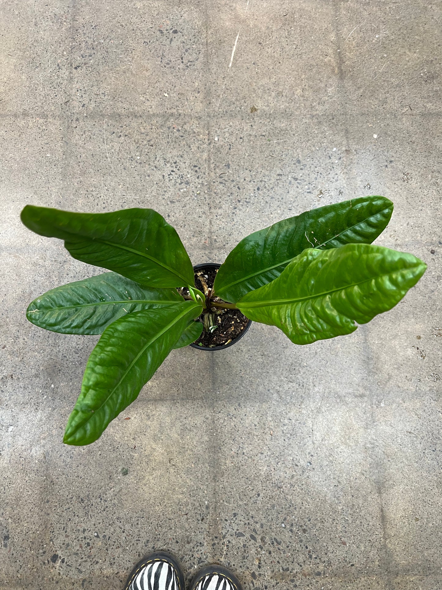 Anthurium Superbum