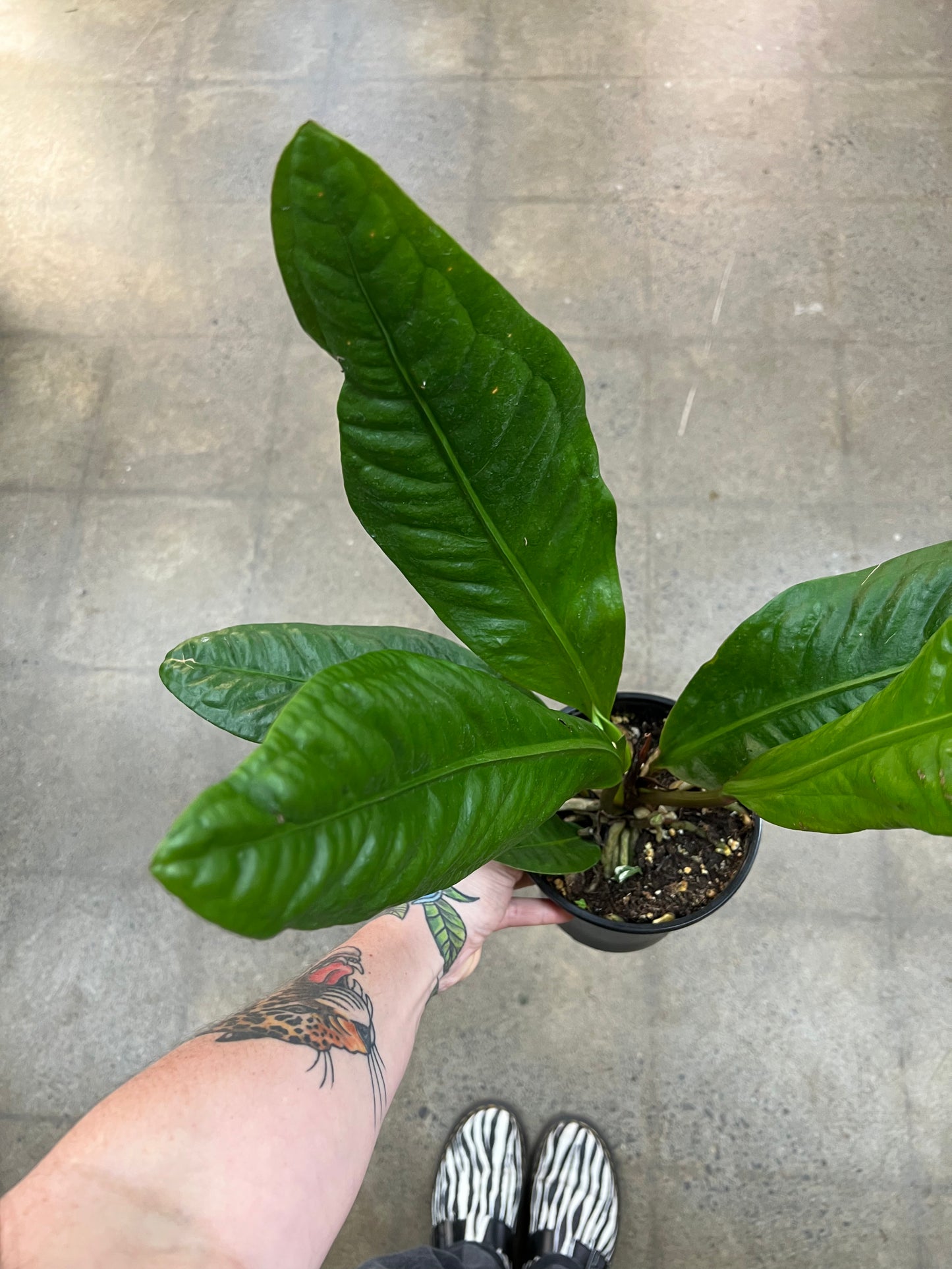 Anthurium Superbum
