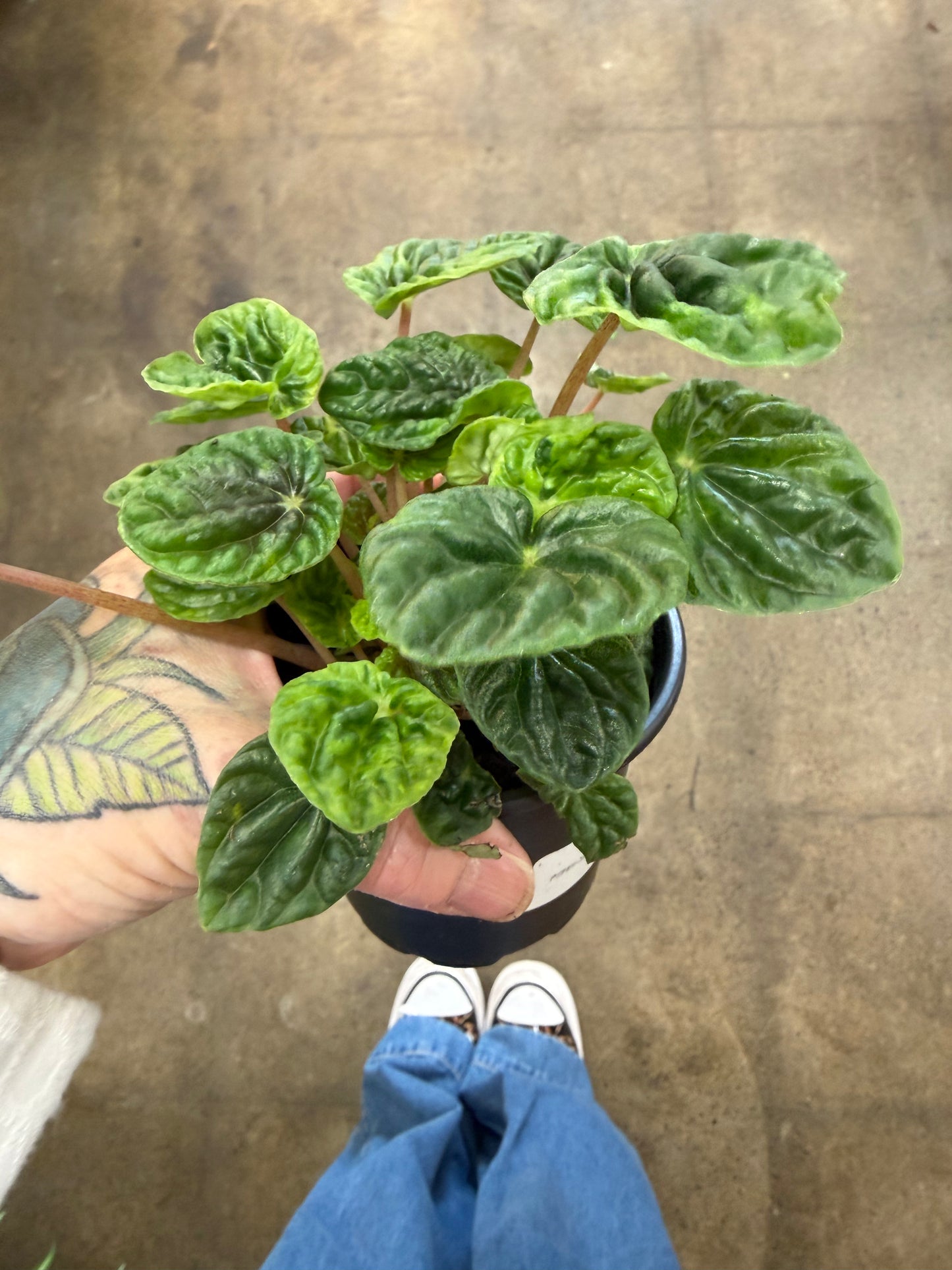 Peperomia Caperata Green Ripple