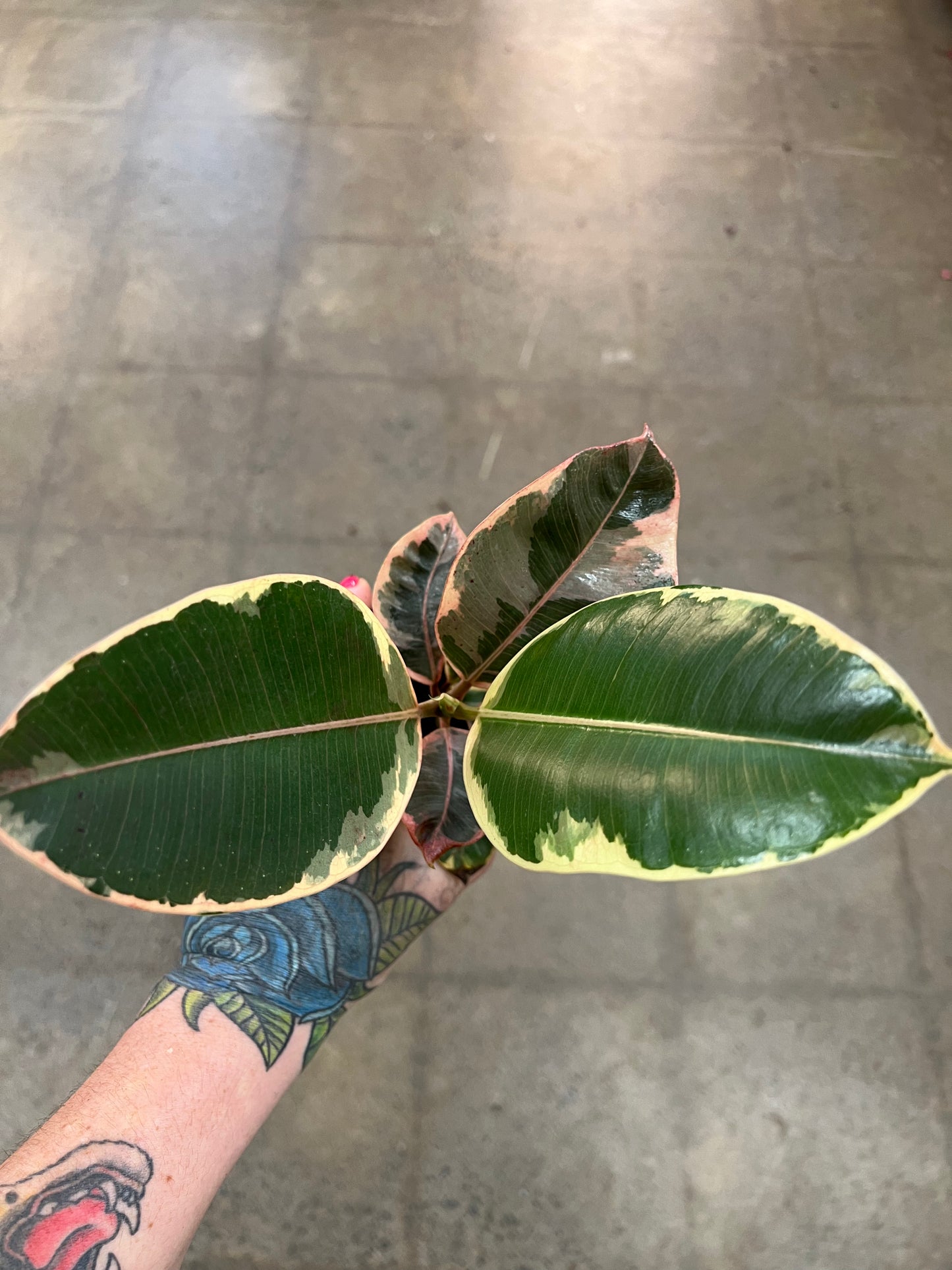 Ficus Elastica Tineke