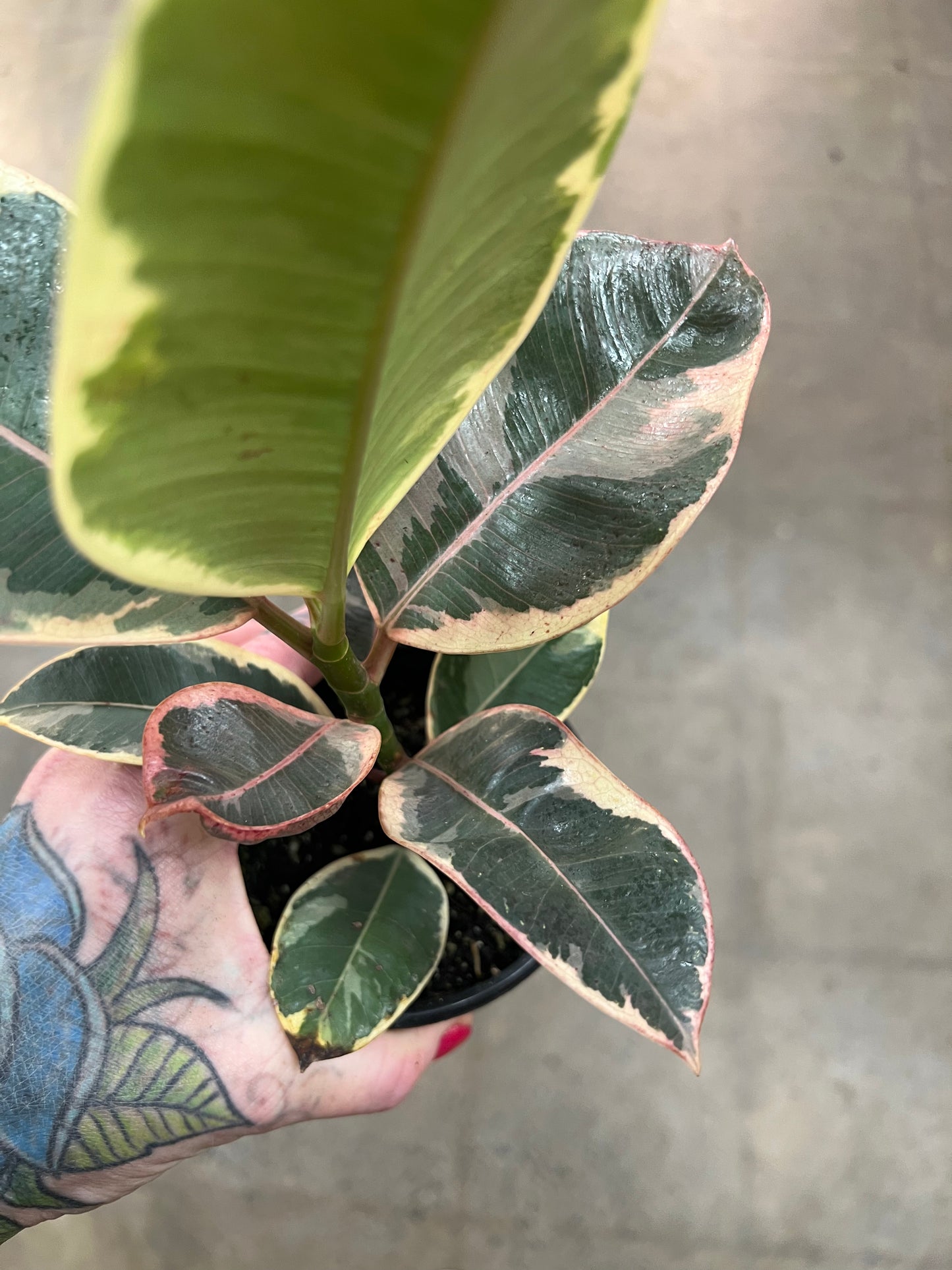 Ficus Elastica Tineke