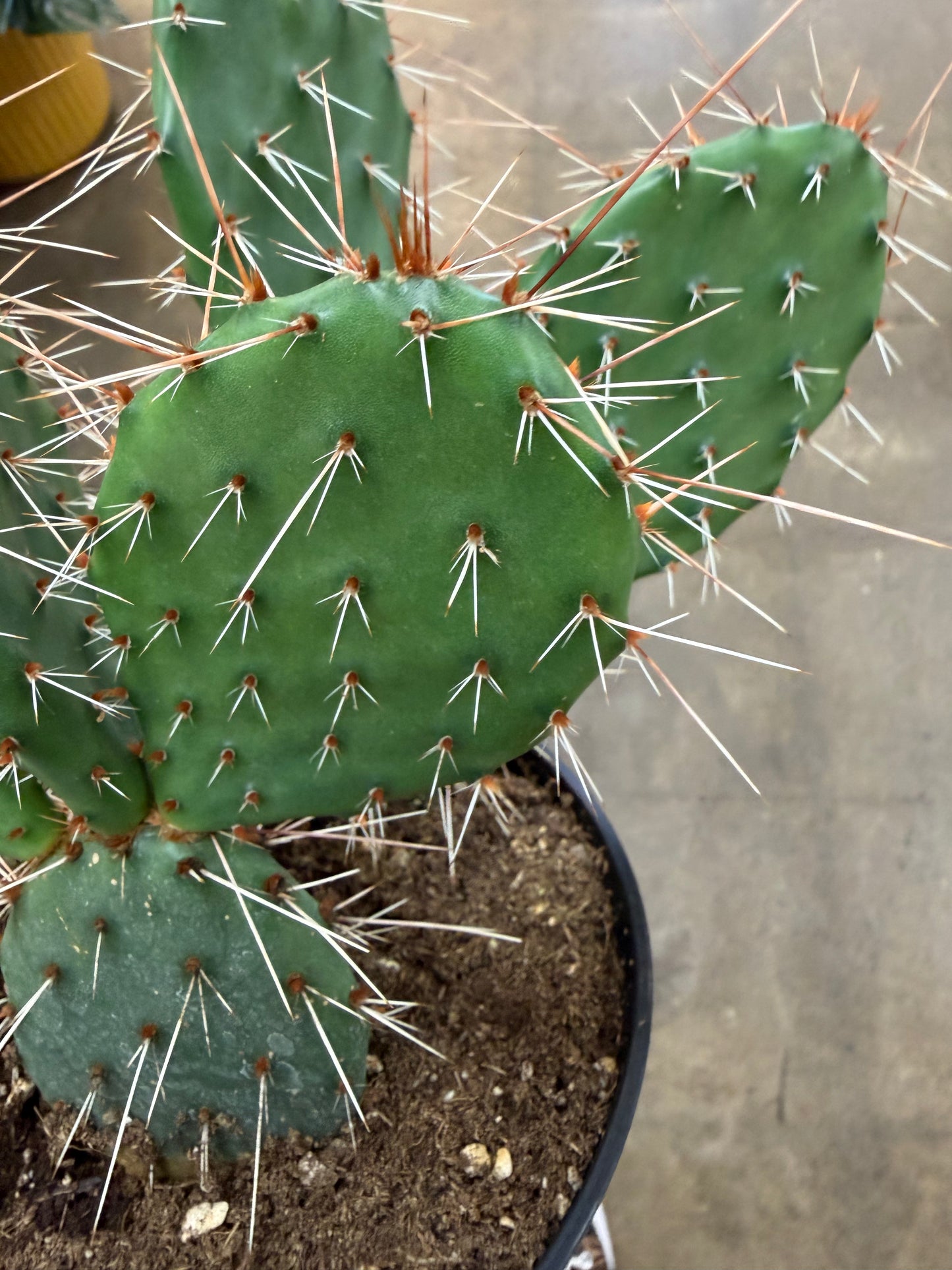Opuntia Engelmanii