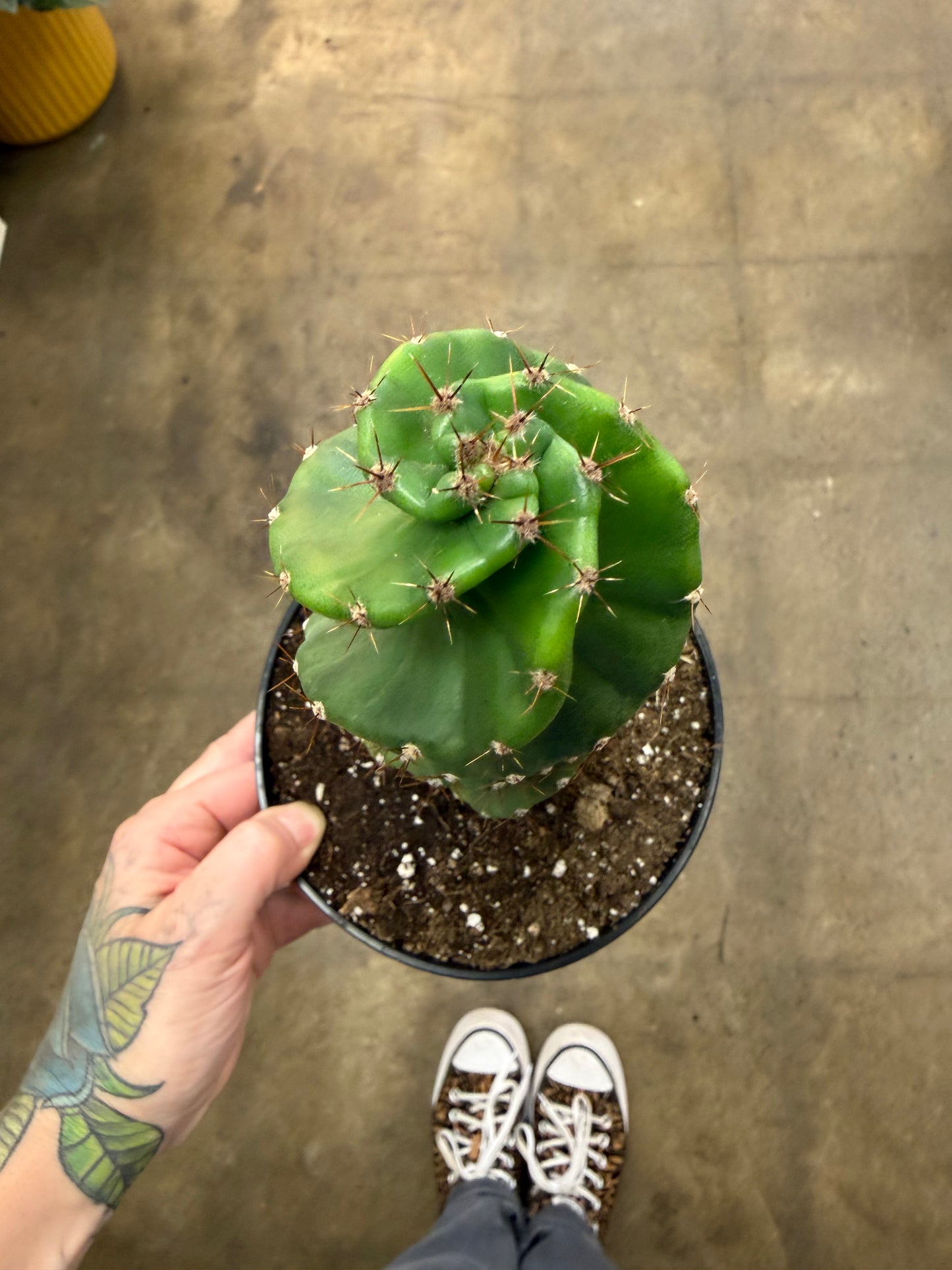 Spiral Cactus / Cereus Forbesii Spiralis