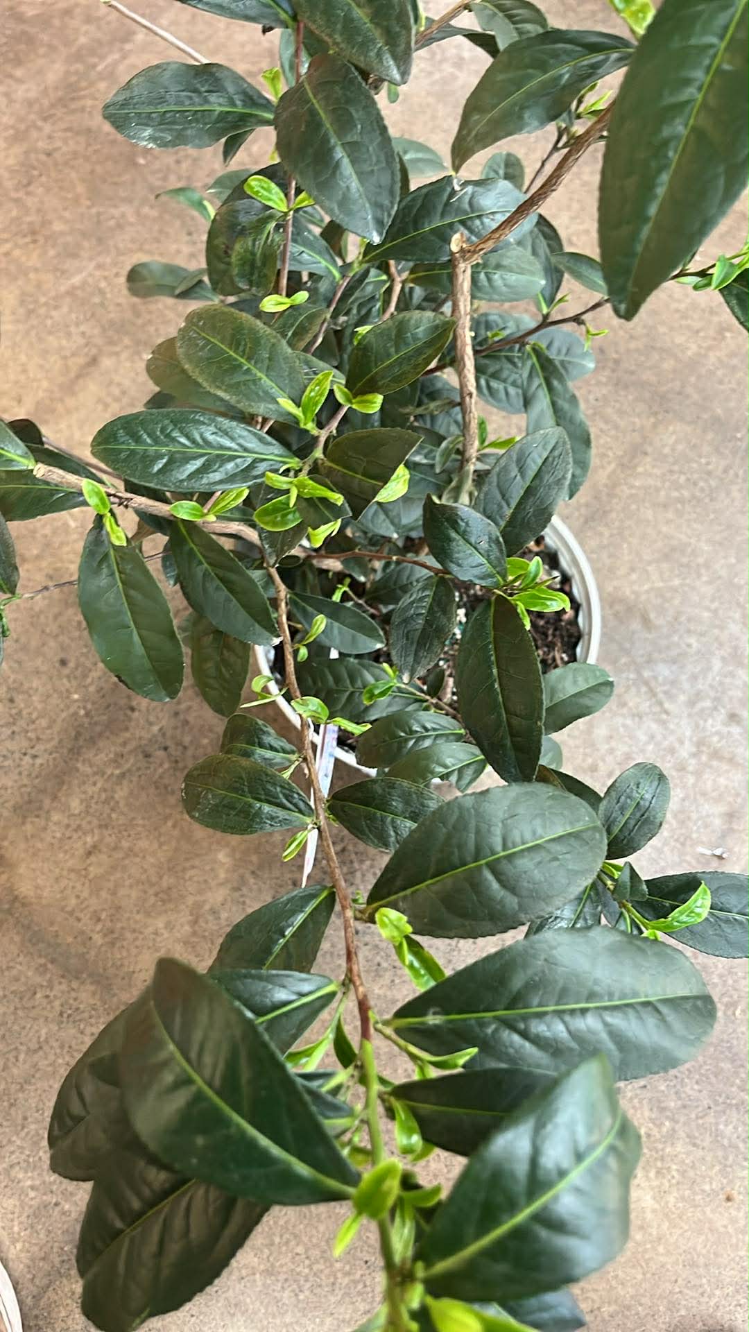 Camellia Sinensis Thé Vert