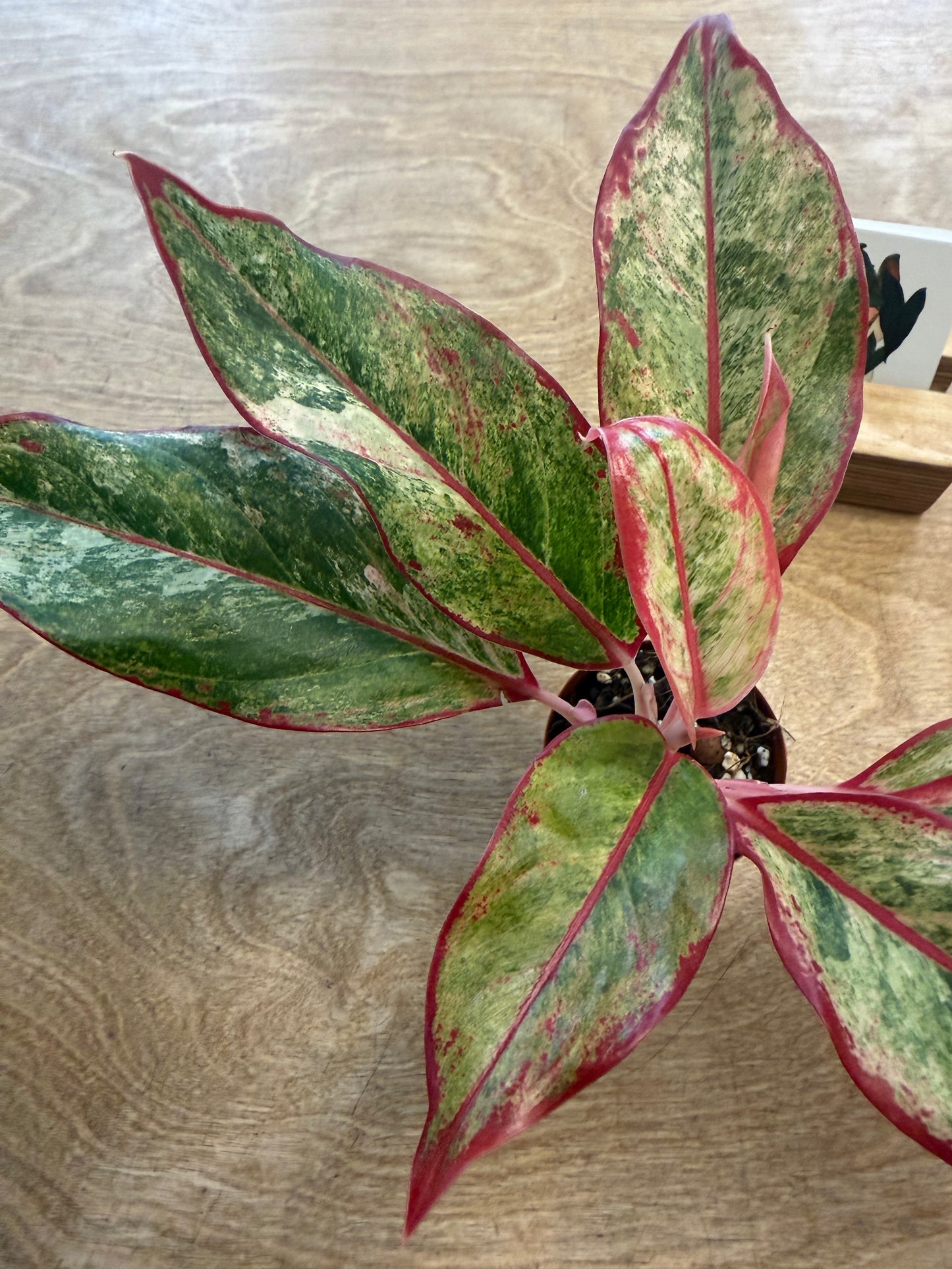 Aglaonema Siam Aurora Variegated