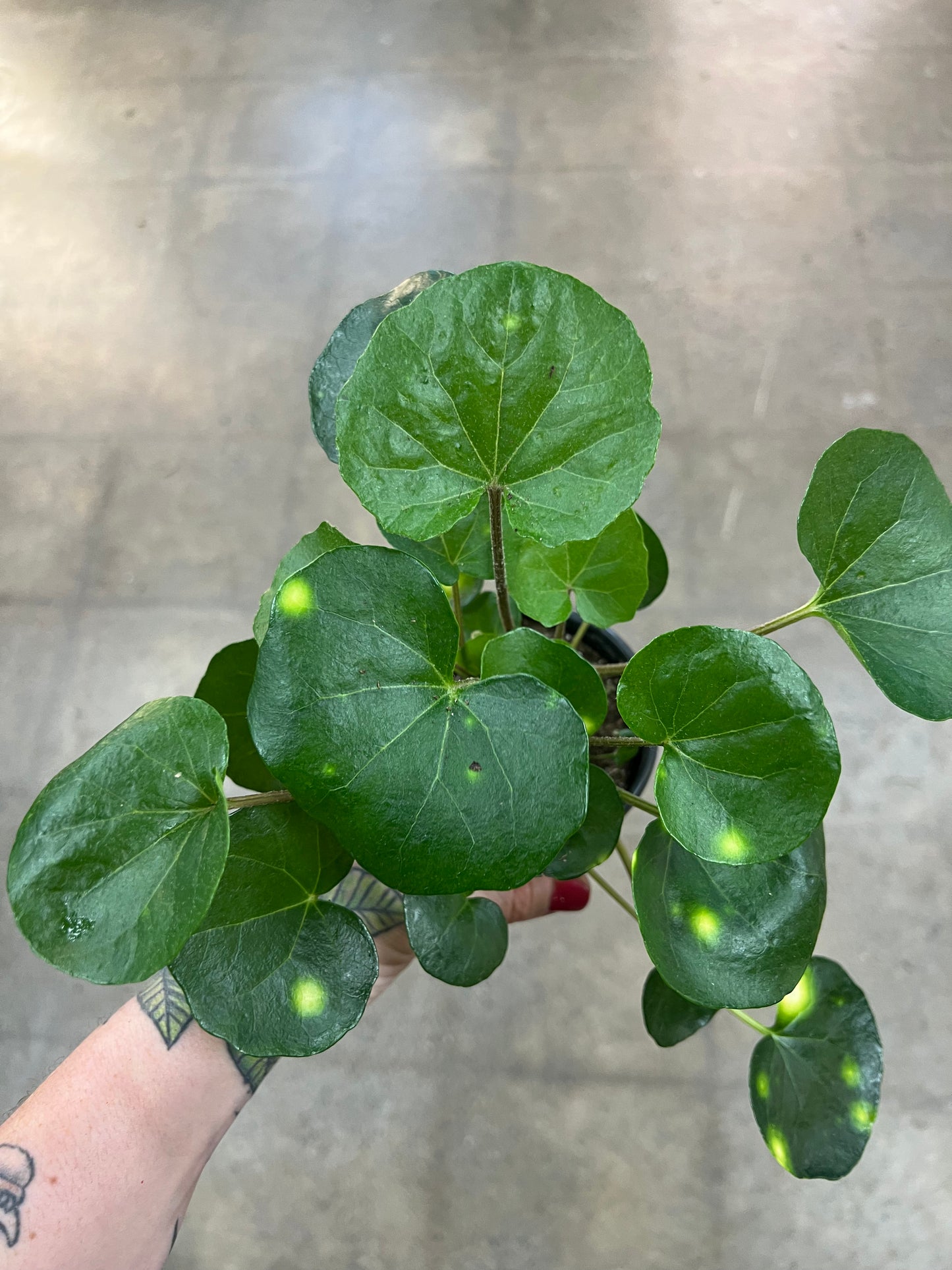 Farfugium Japonicum Firefly