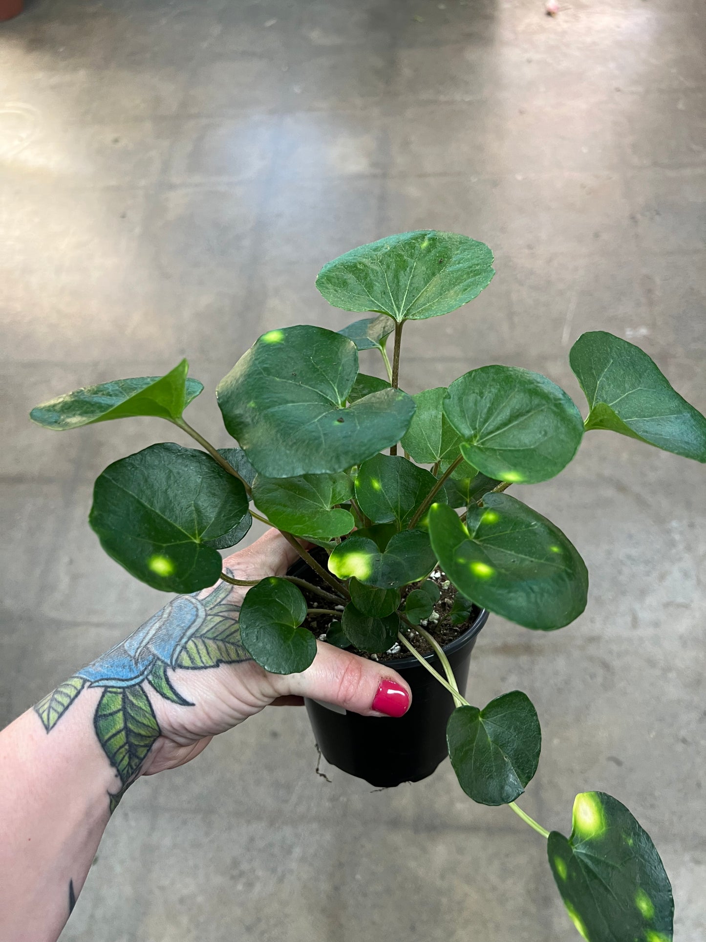 Farfugium Japonicum Firefly
