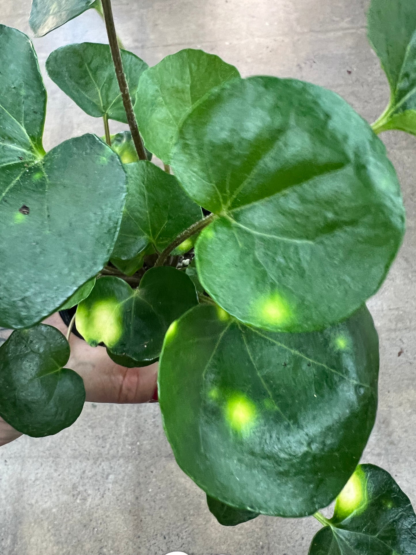 Farfugium Japonicum Firefly