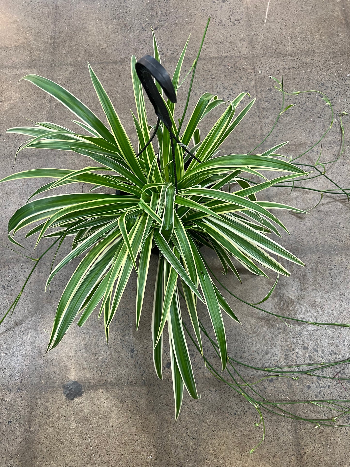 Chlorophytum Reverse