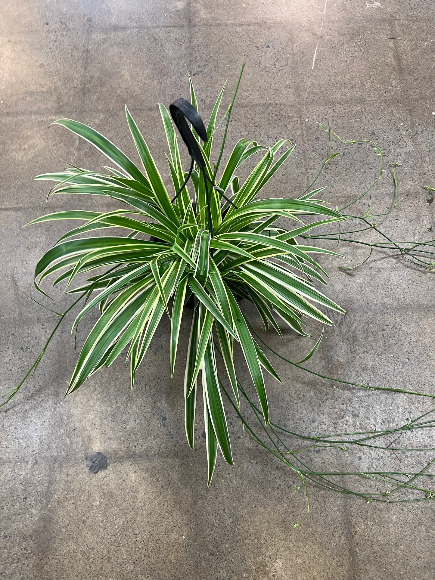 Chlorophytum Reverse