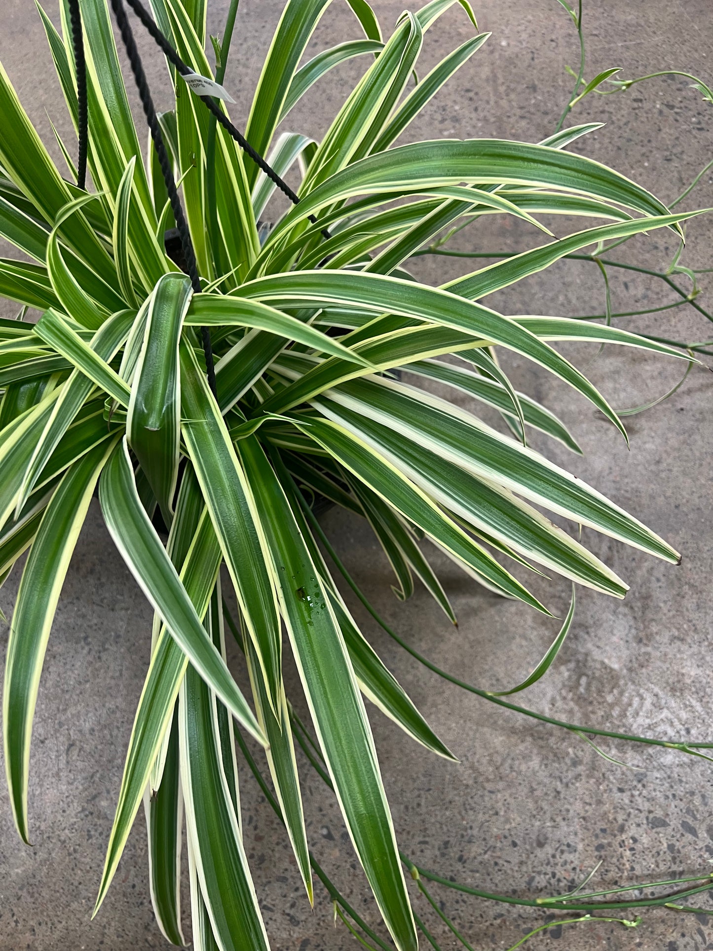 Chlorophytum Reverse