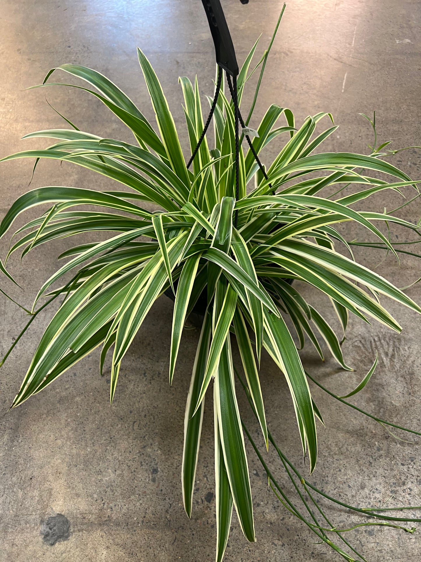 Chlorophytum Reverse