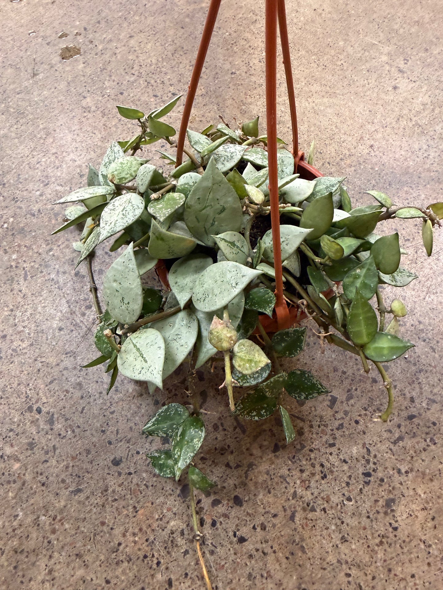 Hoya Krohniana Silver