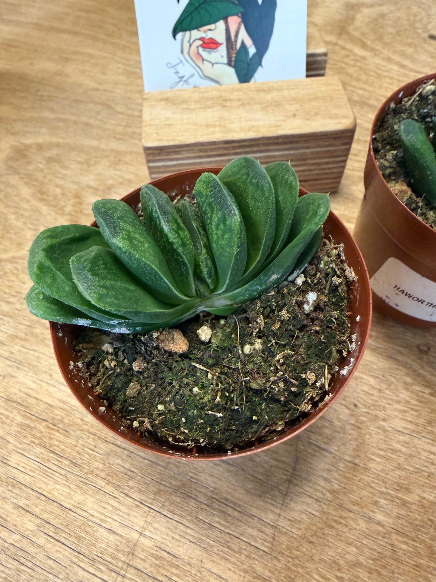 Haworthia Truncata