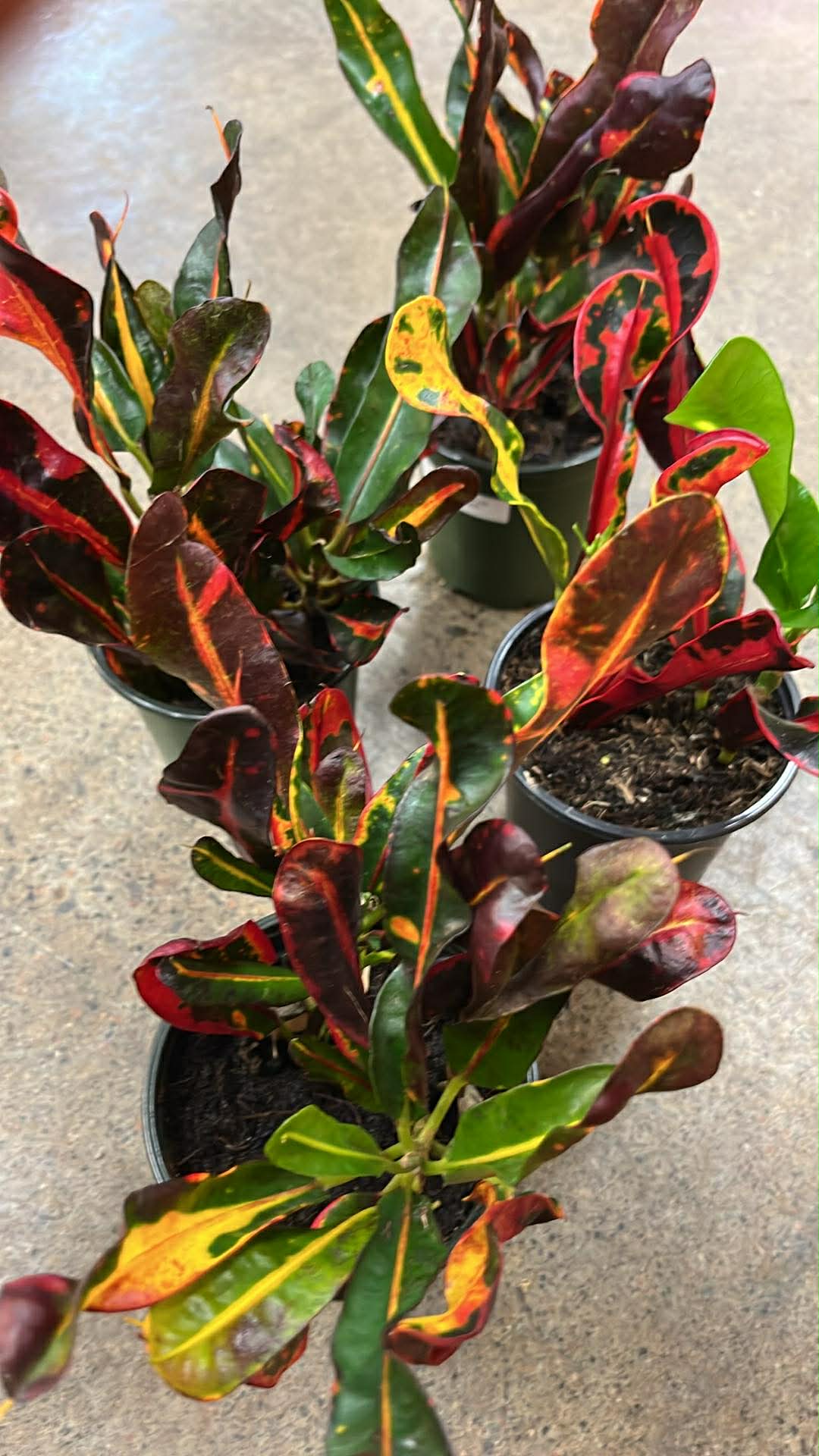 Croton Mammy