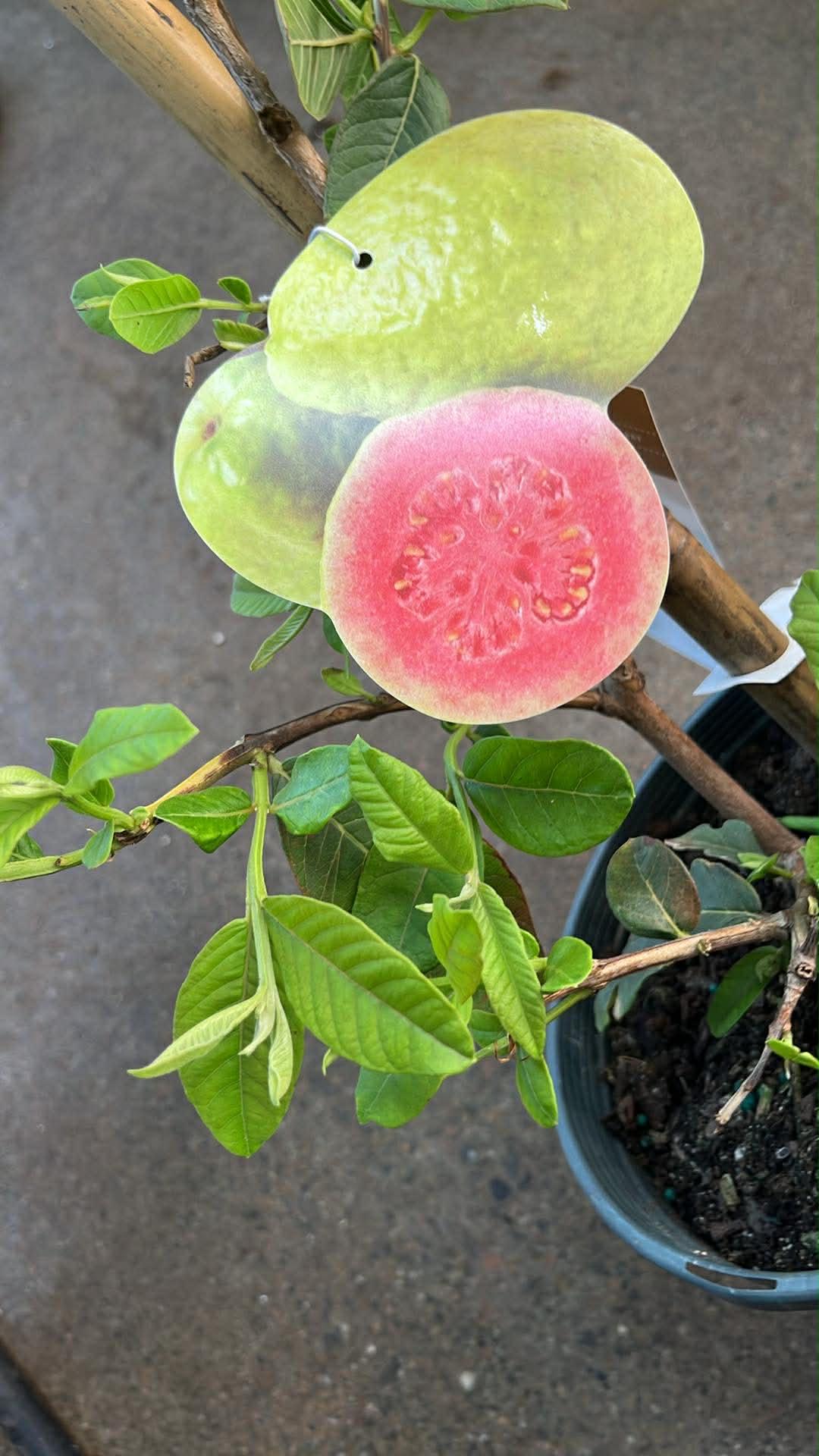 Pink Guava