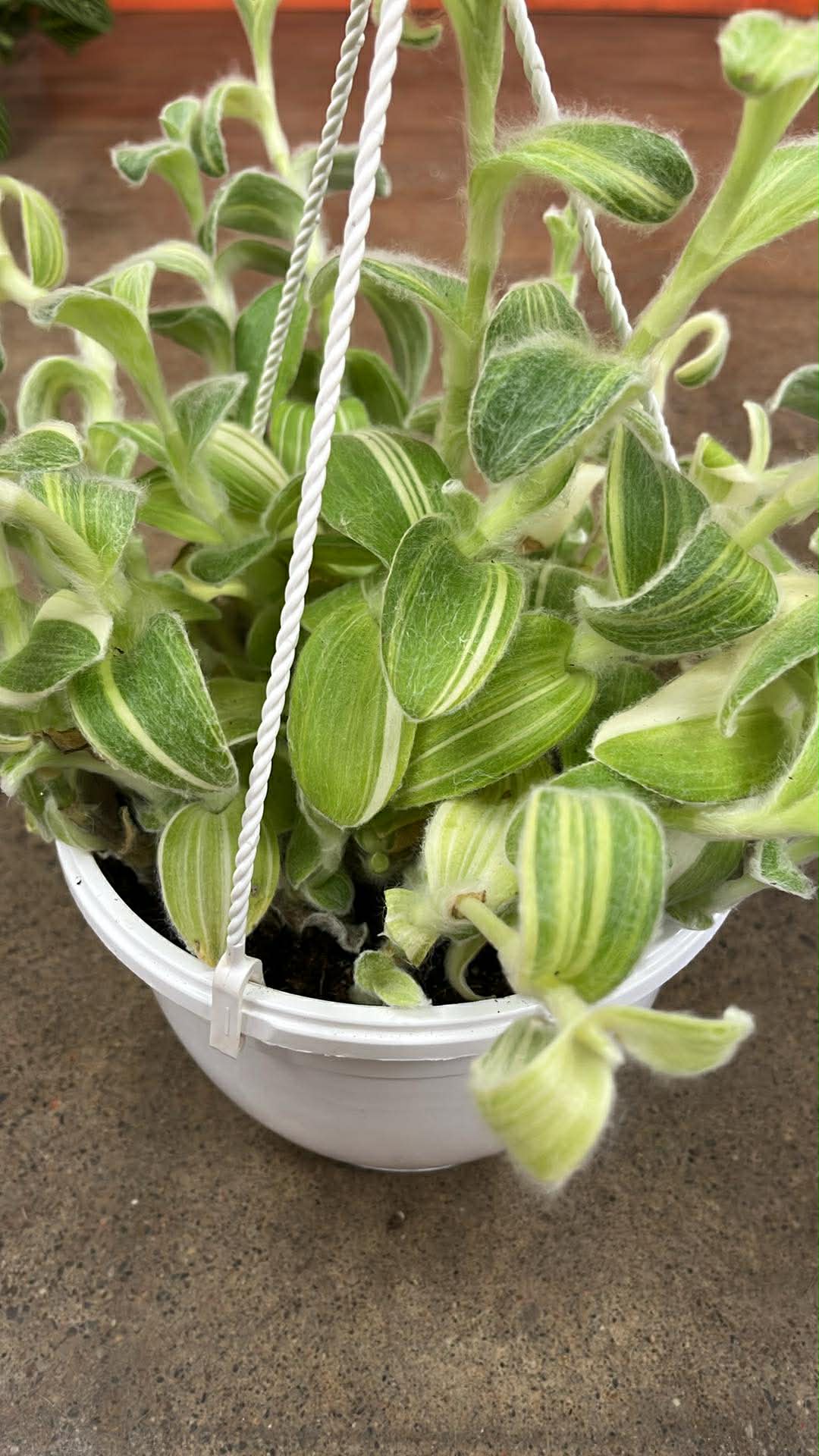 Tradescantia Sillamontana Variegata