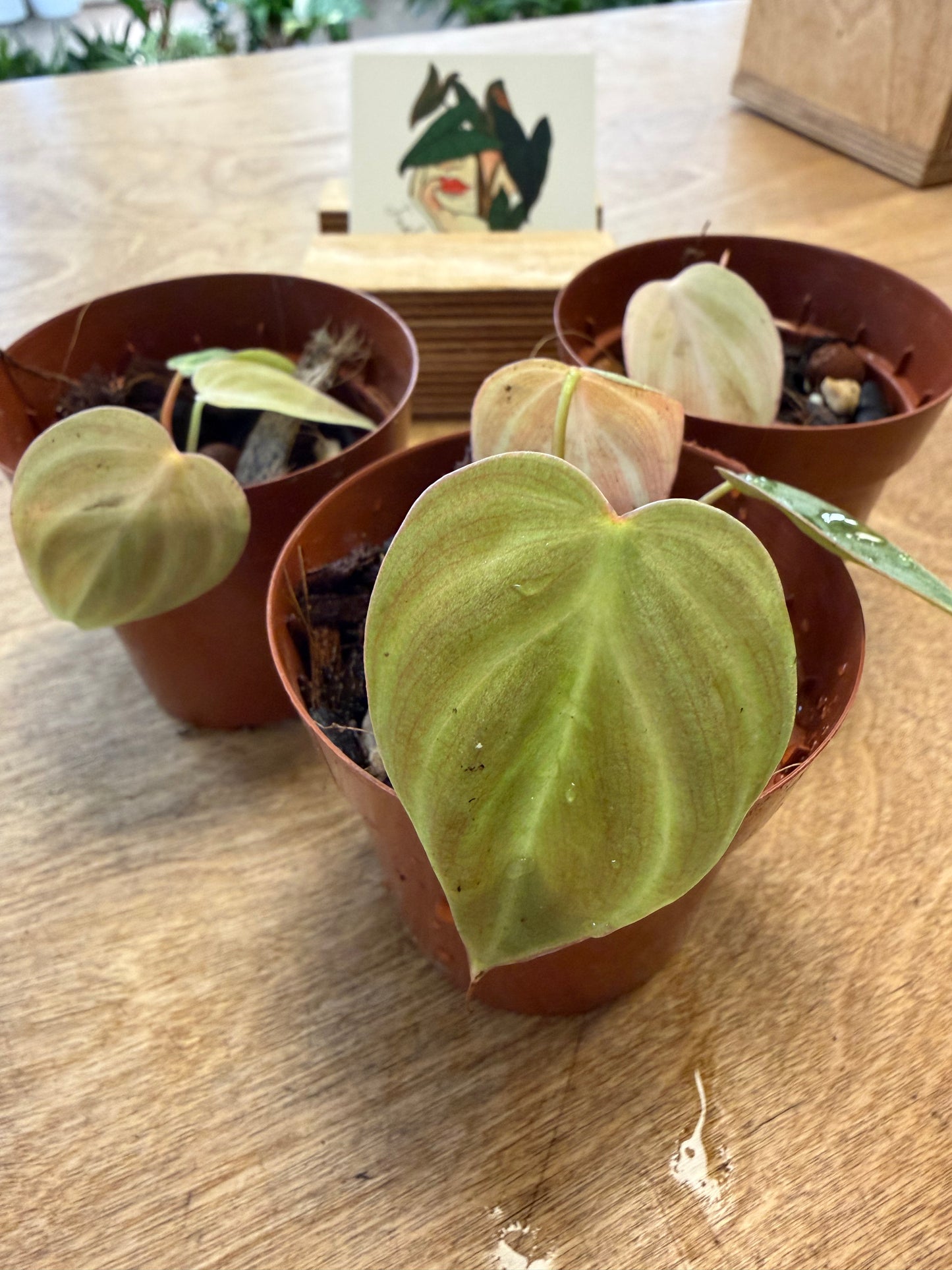 Philodendron El Choco Red