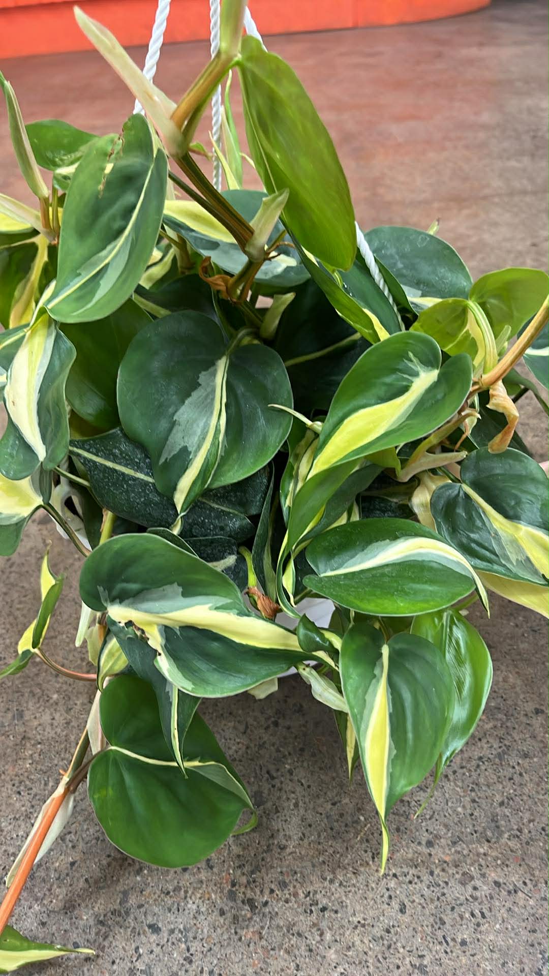 Philodendron Brazil