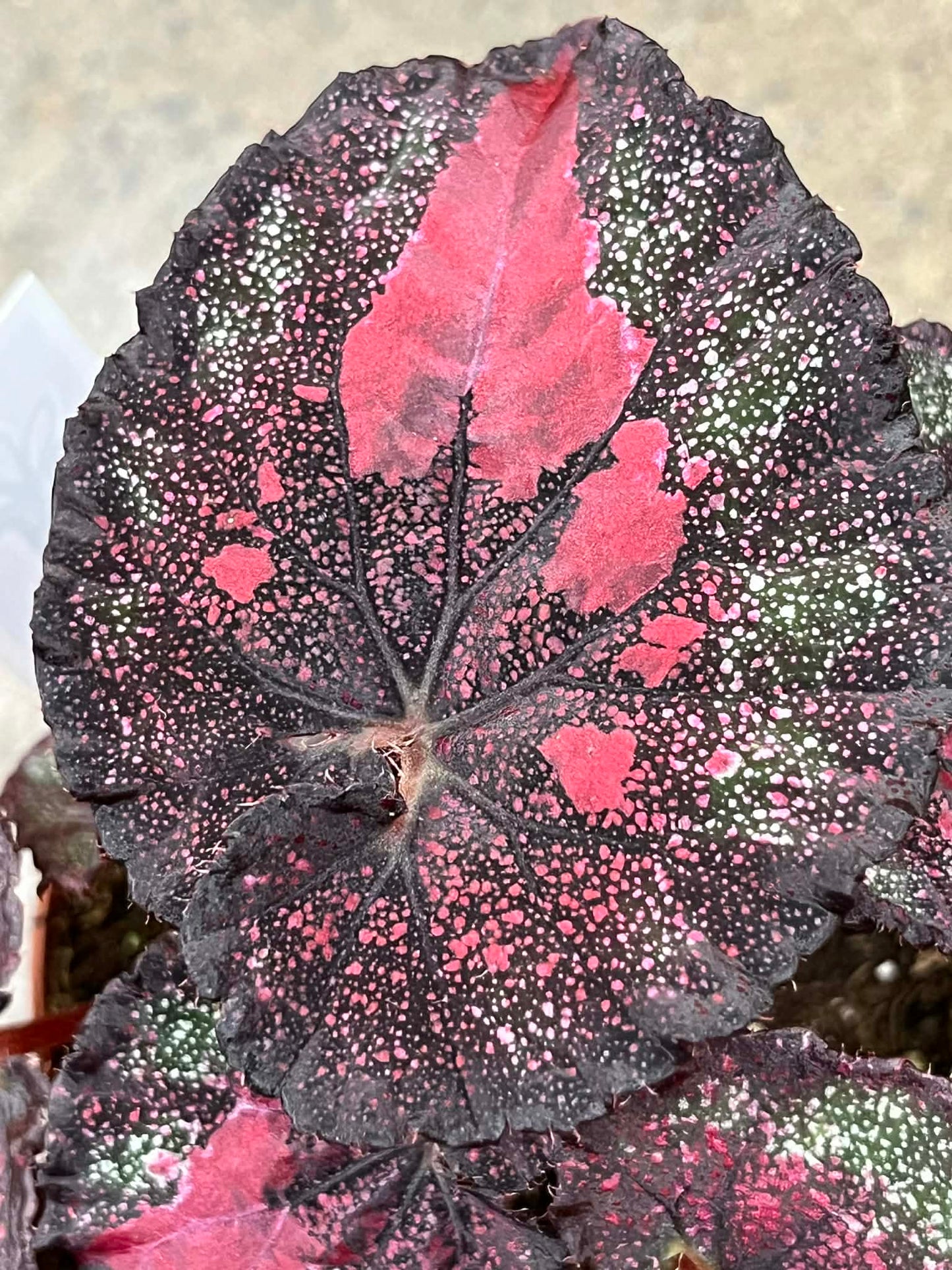 Bégonia Harmony's Heartbreaker