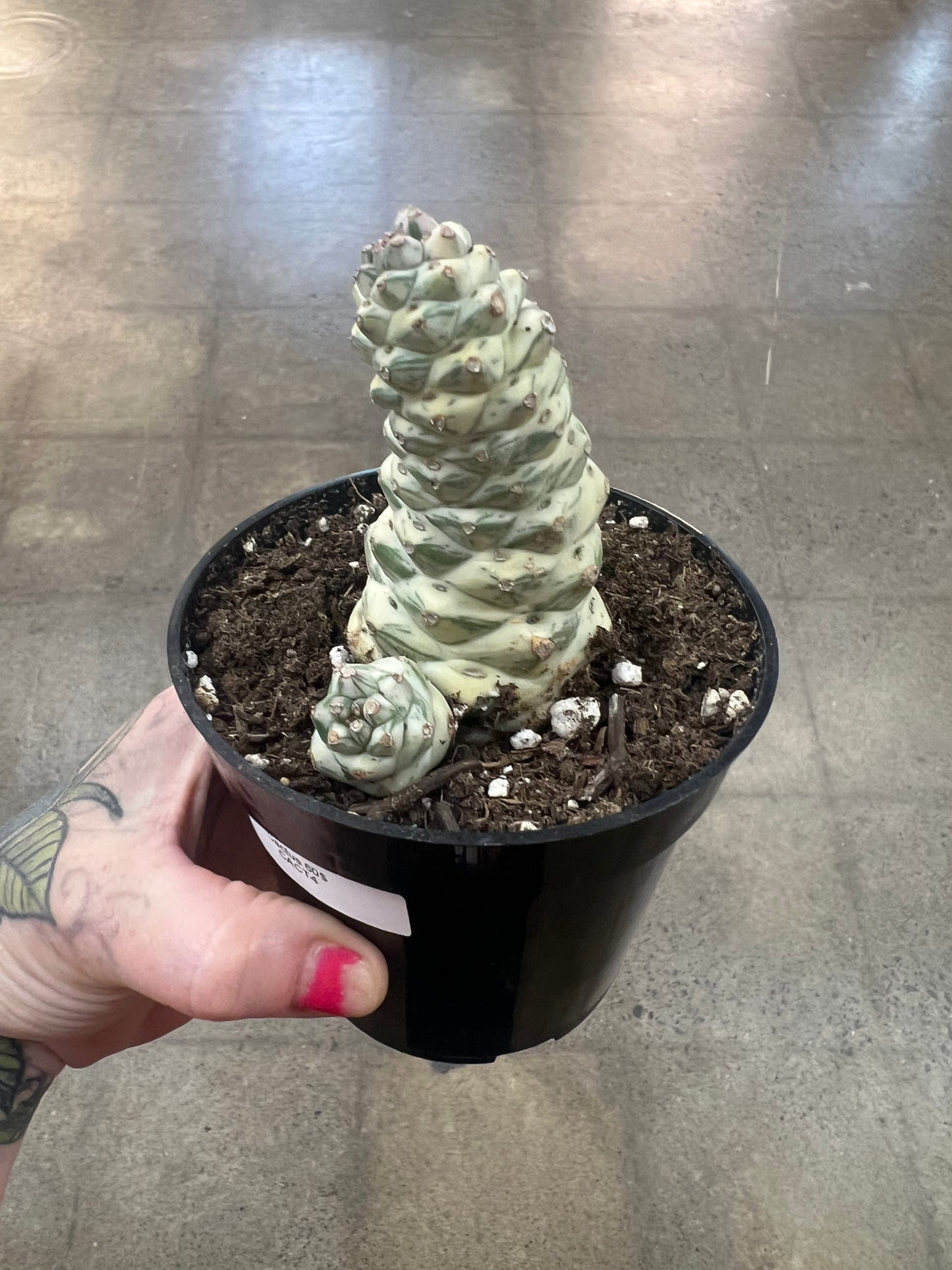 Cactus