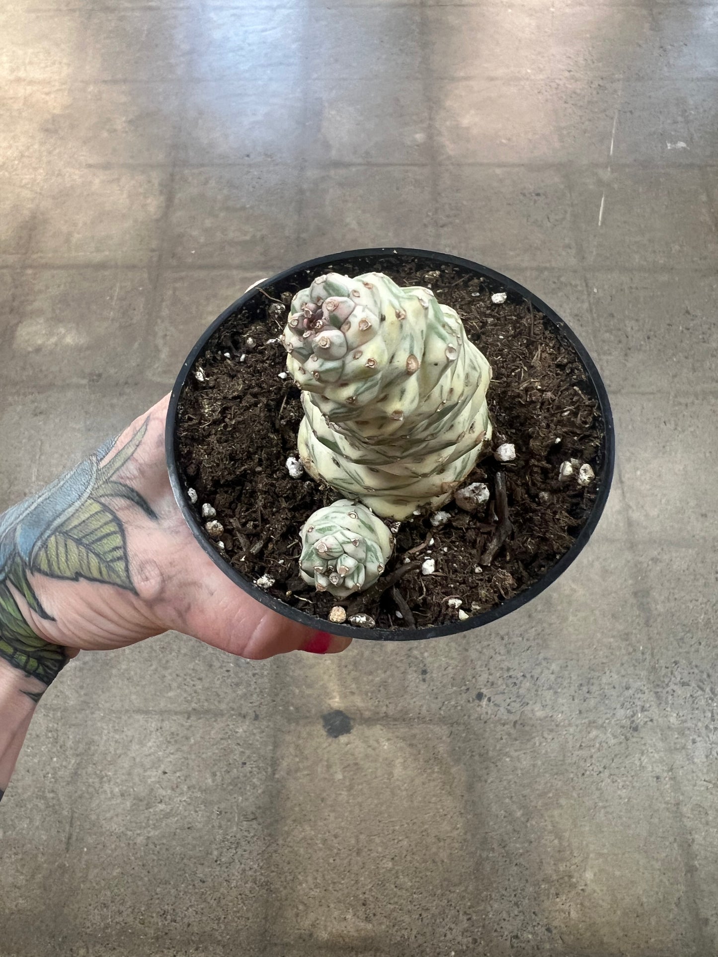 Cactus