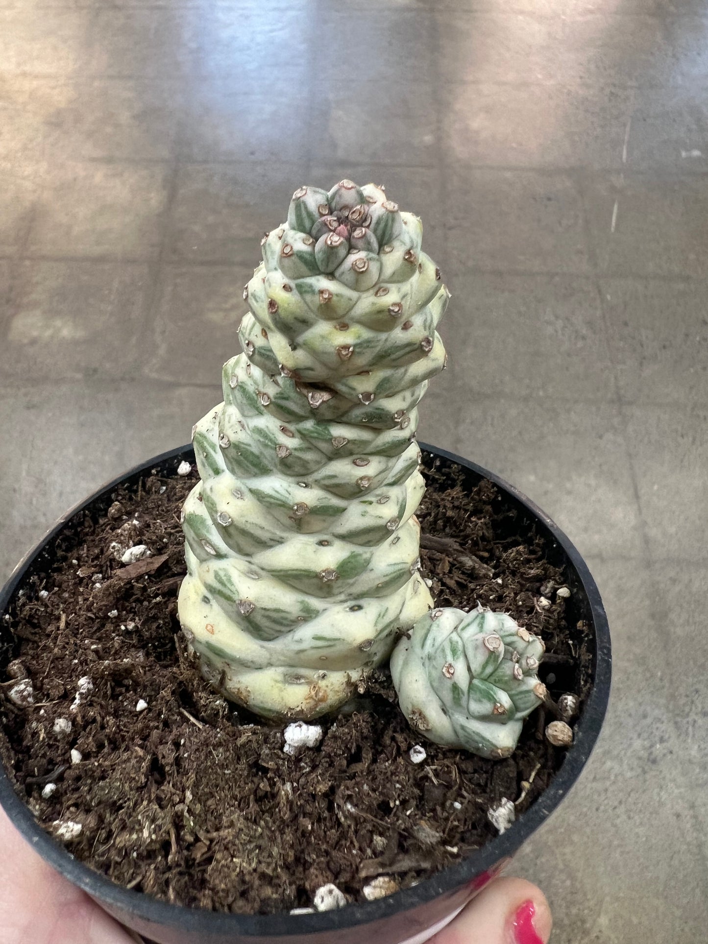 Cactus
