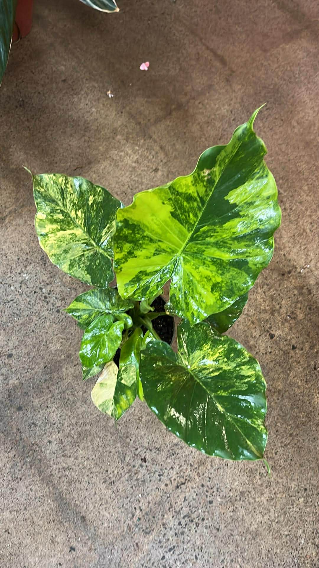 Alocasia Gigantea Aurea