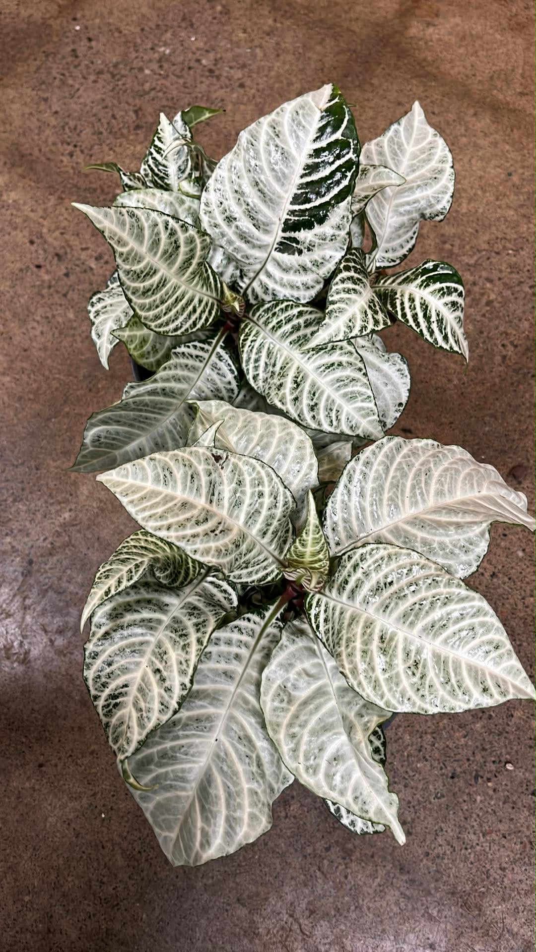 Aphelandra Snow White