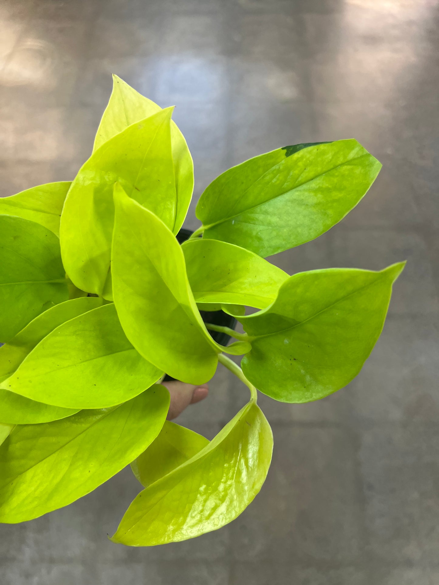 Pothos Néon