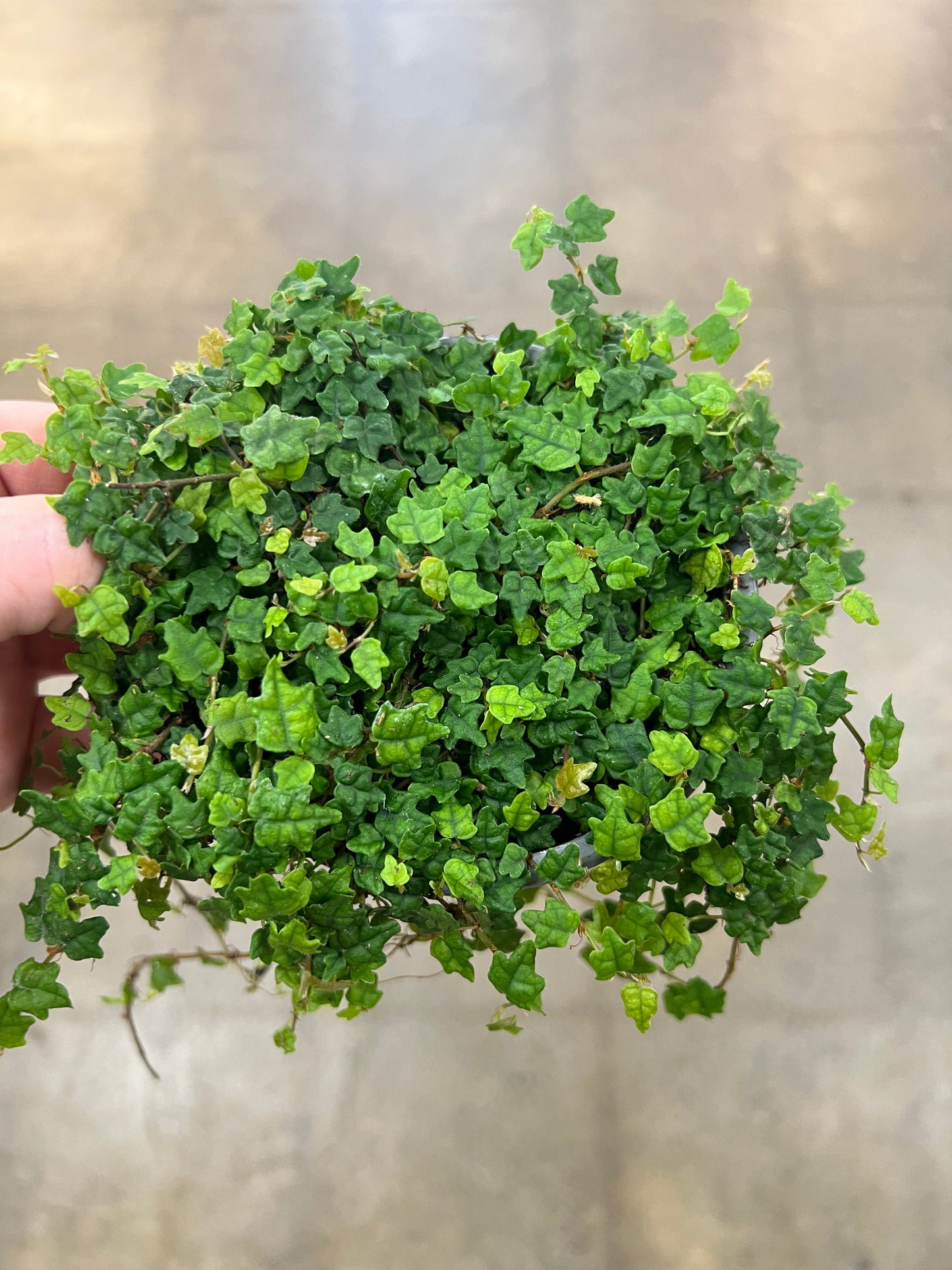 Ficus Pumila/ Chaîne de grenouille