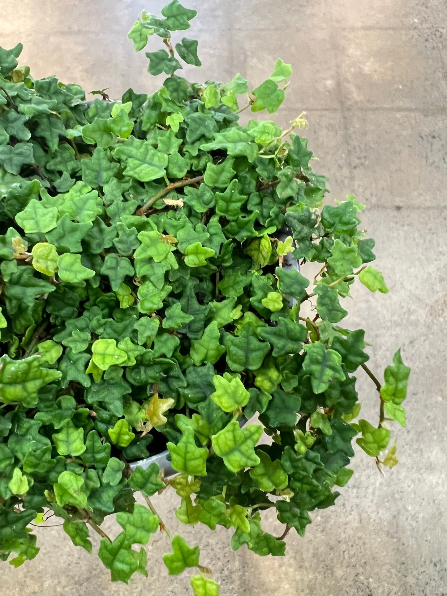 Ficus Pumila/ Chaîne de grenouille