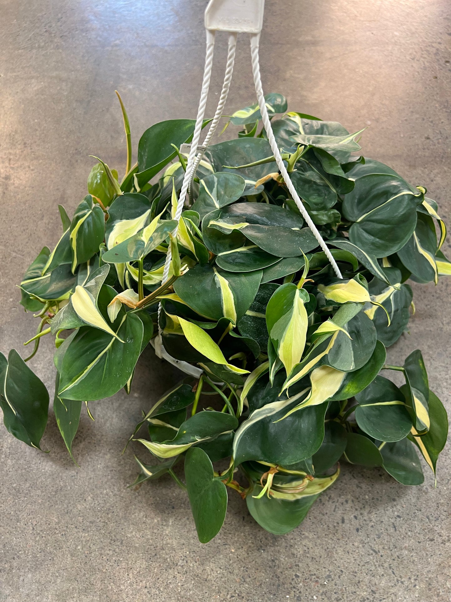 Philodendron Silver Stripe