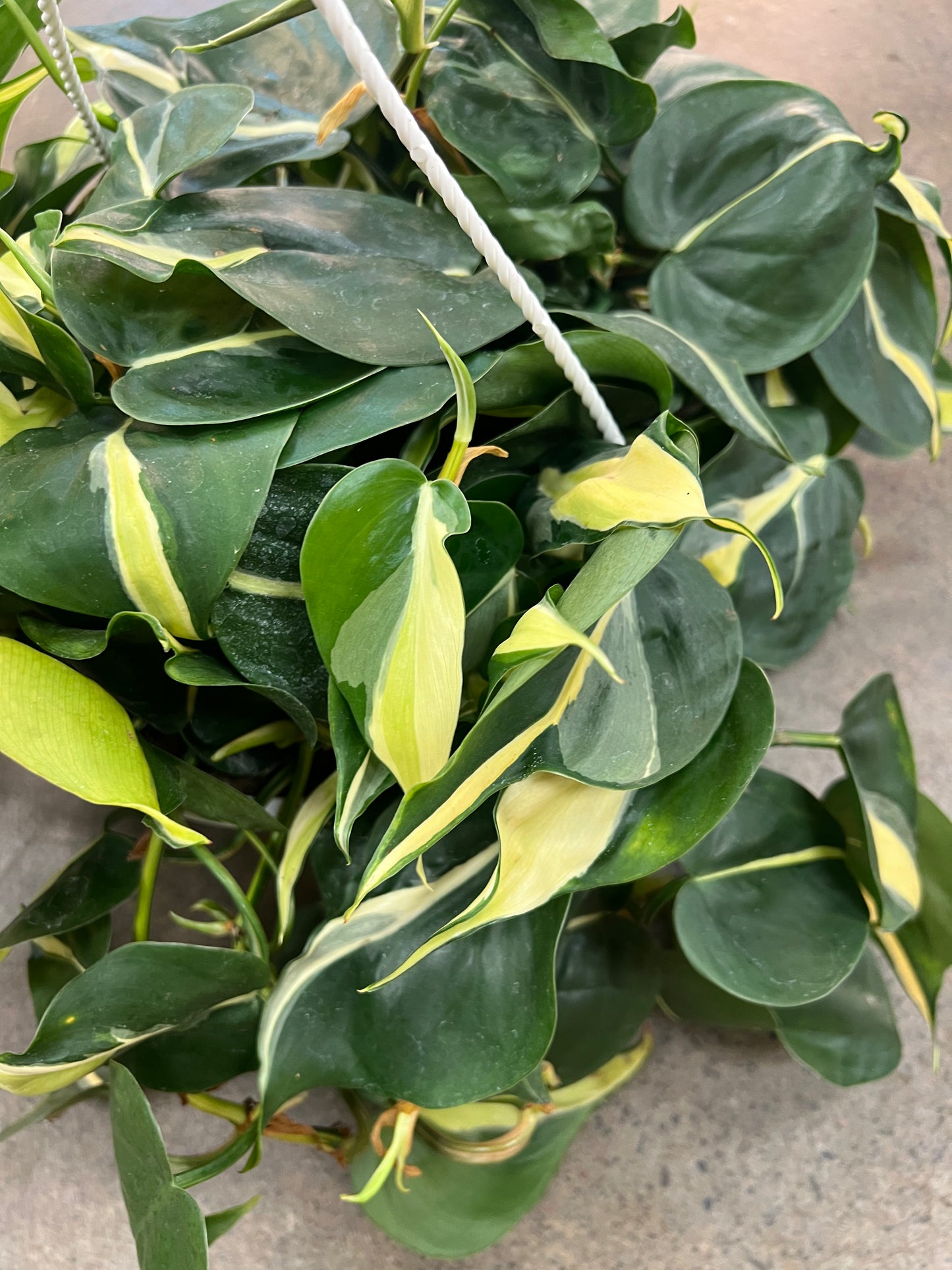 Philodendron Silver Stripe