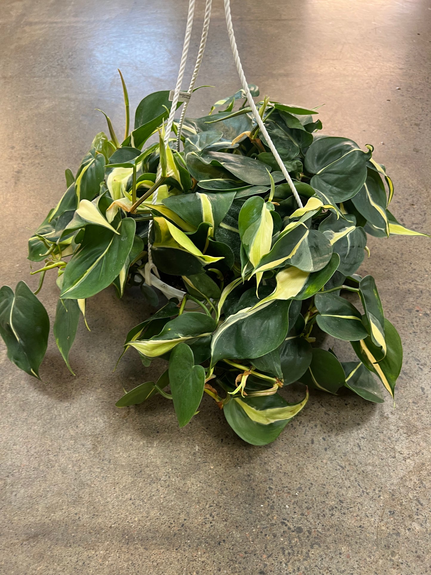 Philodendron Silver Stripe