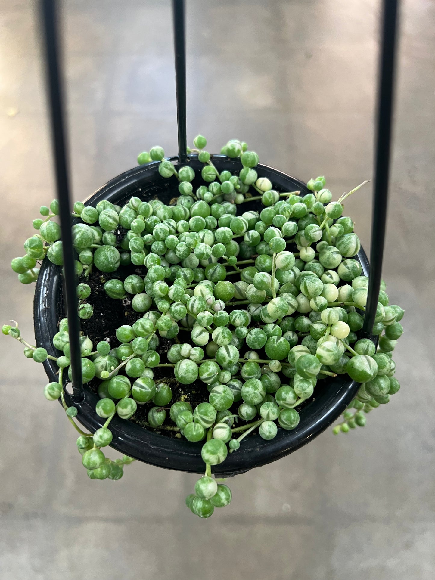 Chaînes de Perle Panaché