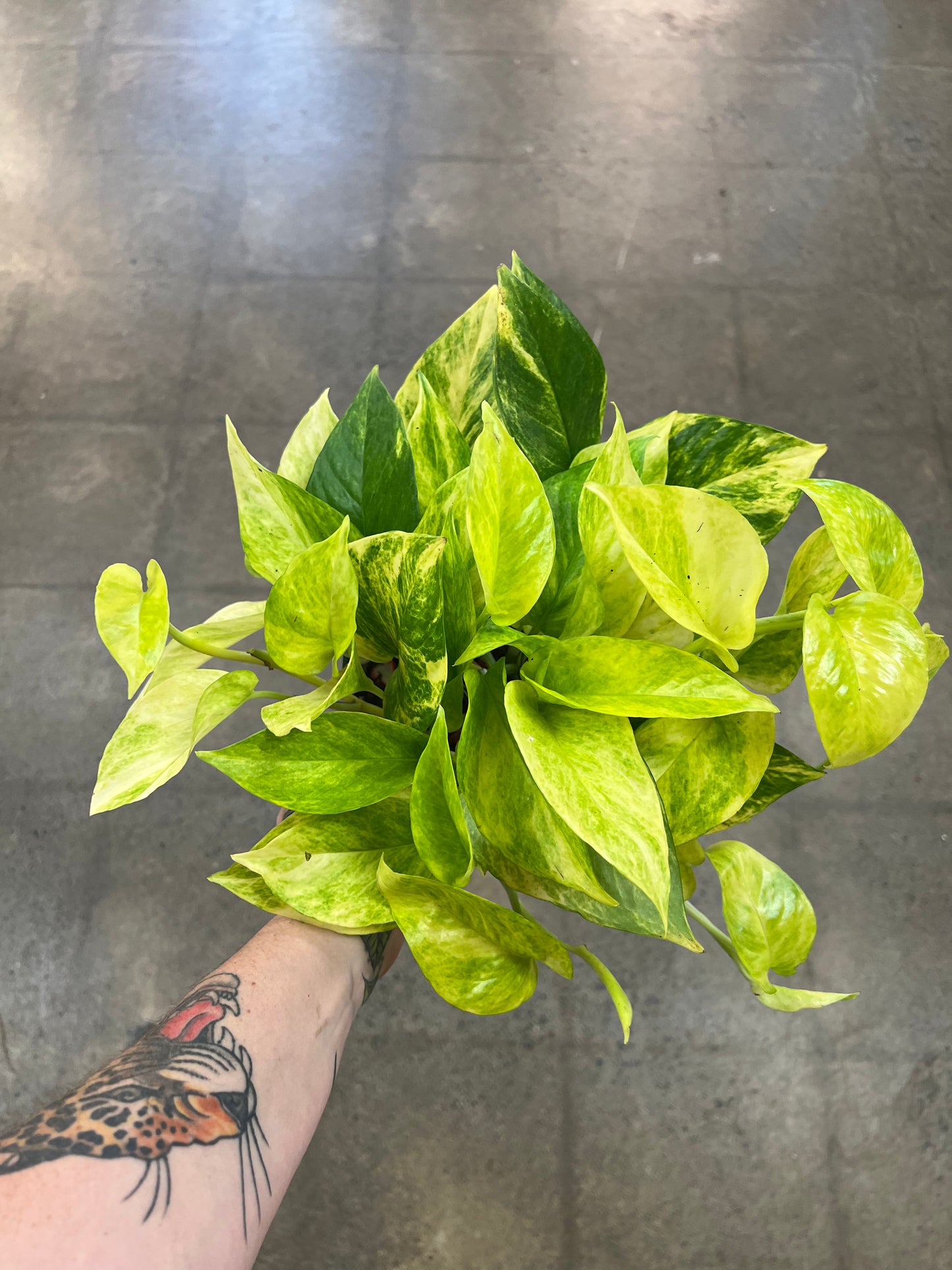 Pothos Néon Queen